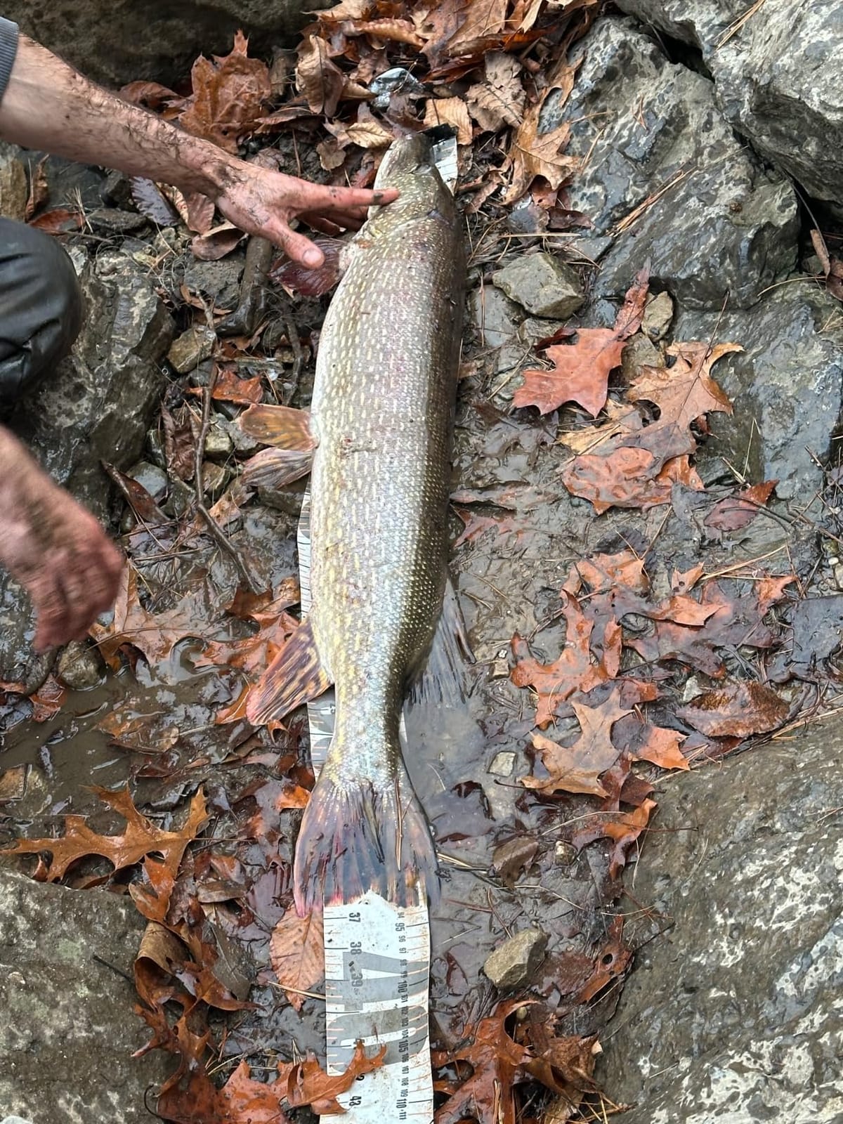 Smith's Regal River 48