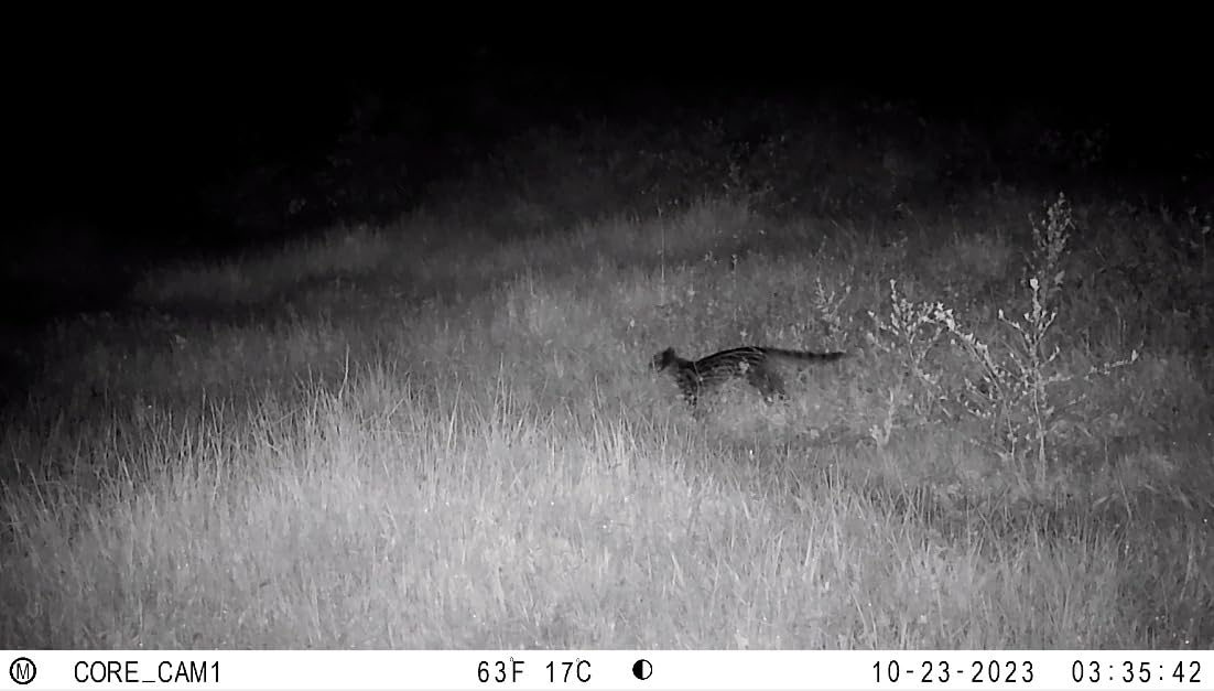 Bushnell No Glow Trail Camera CORE S-4K | 4K Video, 1.5