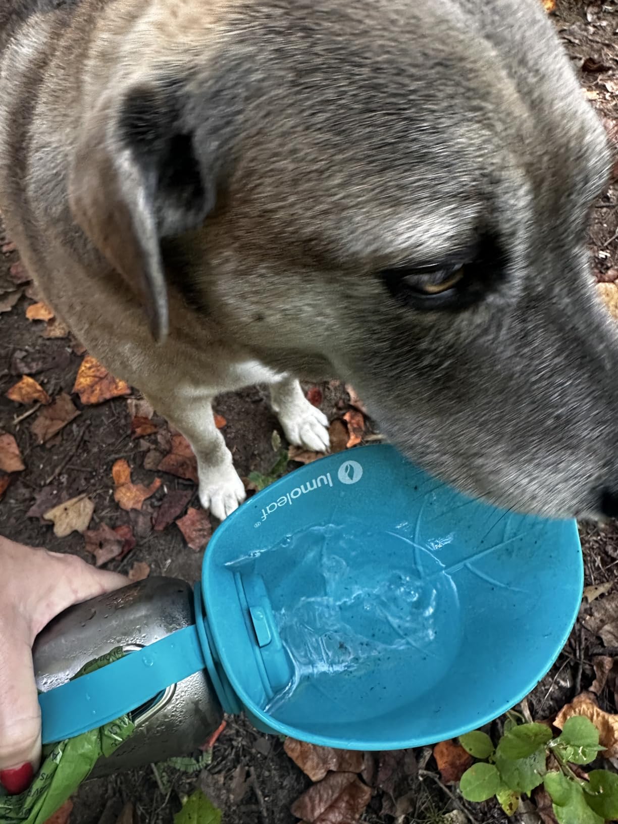 LumoLeaf Portable Dog Water Bottle 27 OZ, Stainless Steel Pet Travel Water Bottle Dispenser for Walking, Hiking and Outdoor, Portable Water Bowl for Large Dogs (Grey) customer photo 1