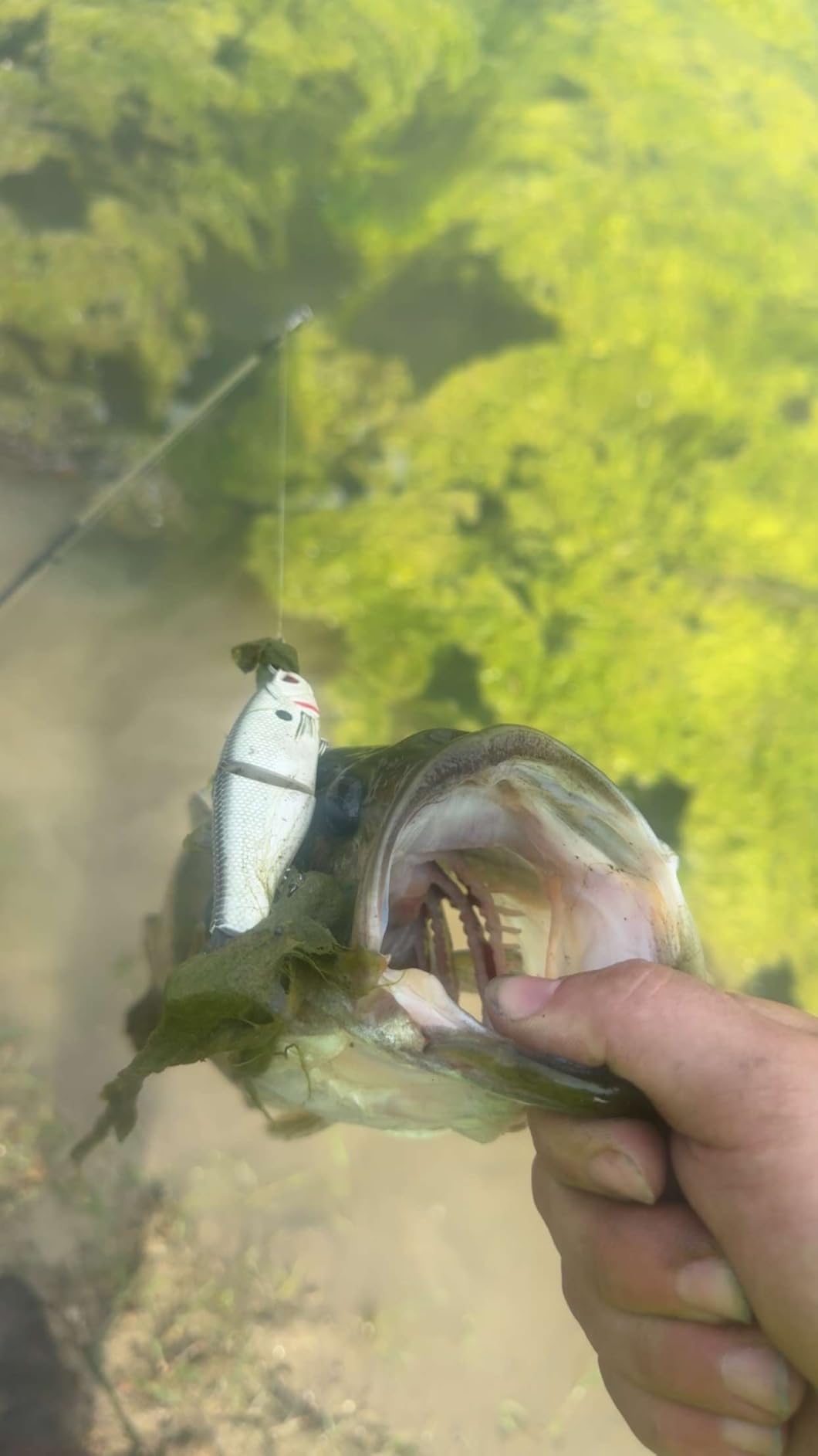 Bassdash SwimShad Glide Baits Jointed Swimbait Bass Pike Salmon Trout Muskie Fishing Lure customer photo 2