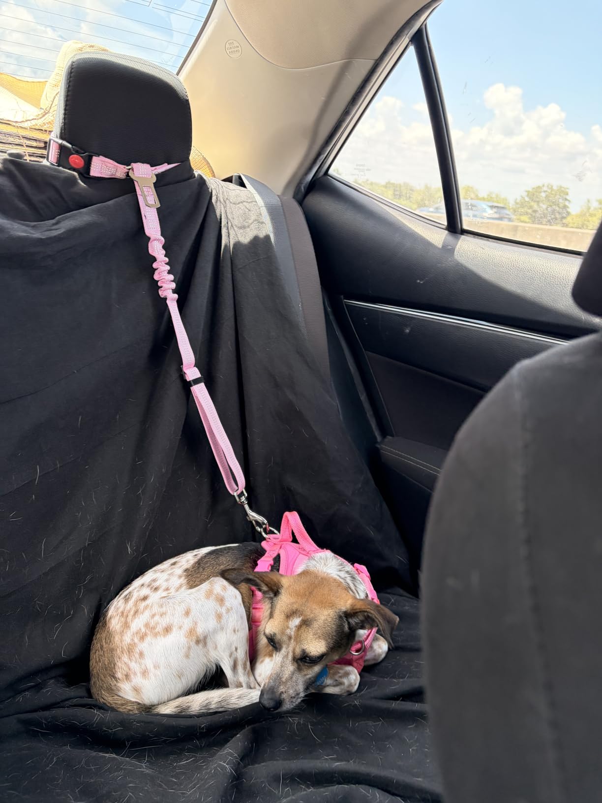 SlowTon Dog Seat Belt for Car, 2 Pack Dog Car Harness Seatbelt with Bungee | 2 in 1 Pet Car Leash Headrest Restraint & Dog Safety Tether Clip, Adjustable with Elastic Buffer, Reflective, Black M/L customer photo 2