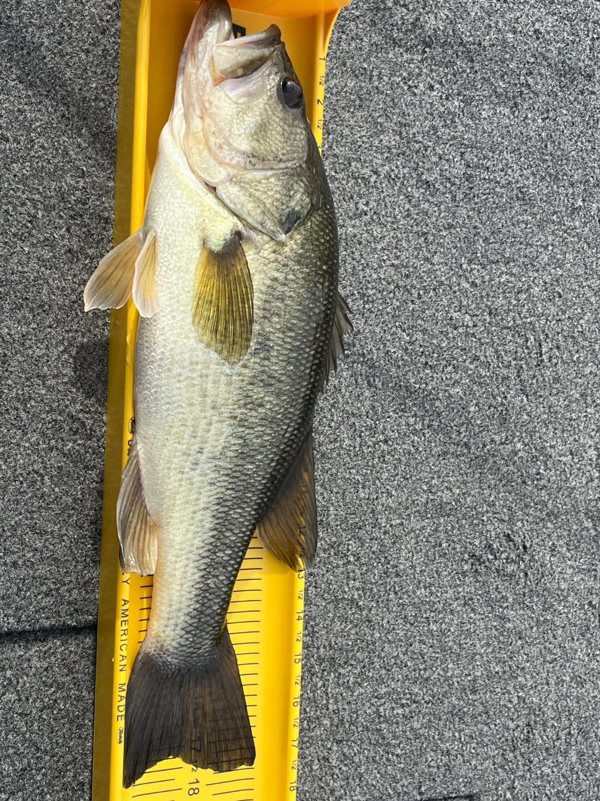 Ketch Karbonate Fish Measuring Board (26 Inch) customer photo 2