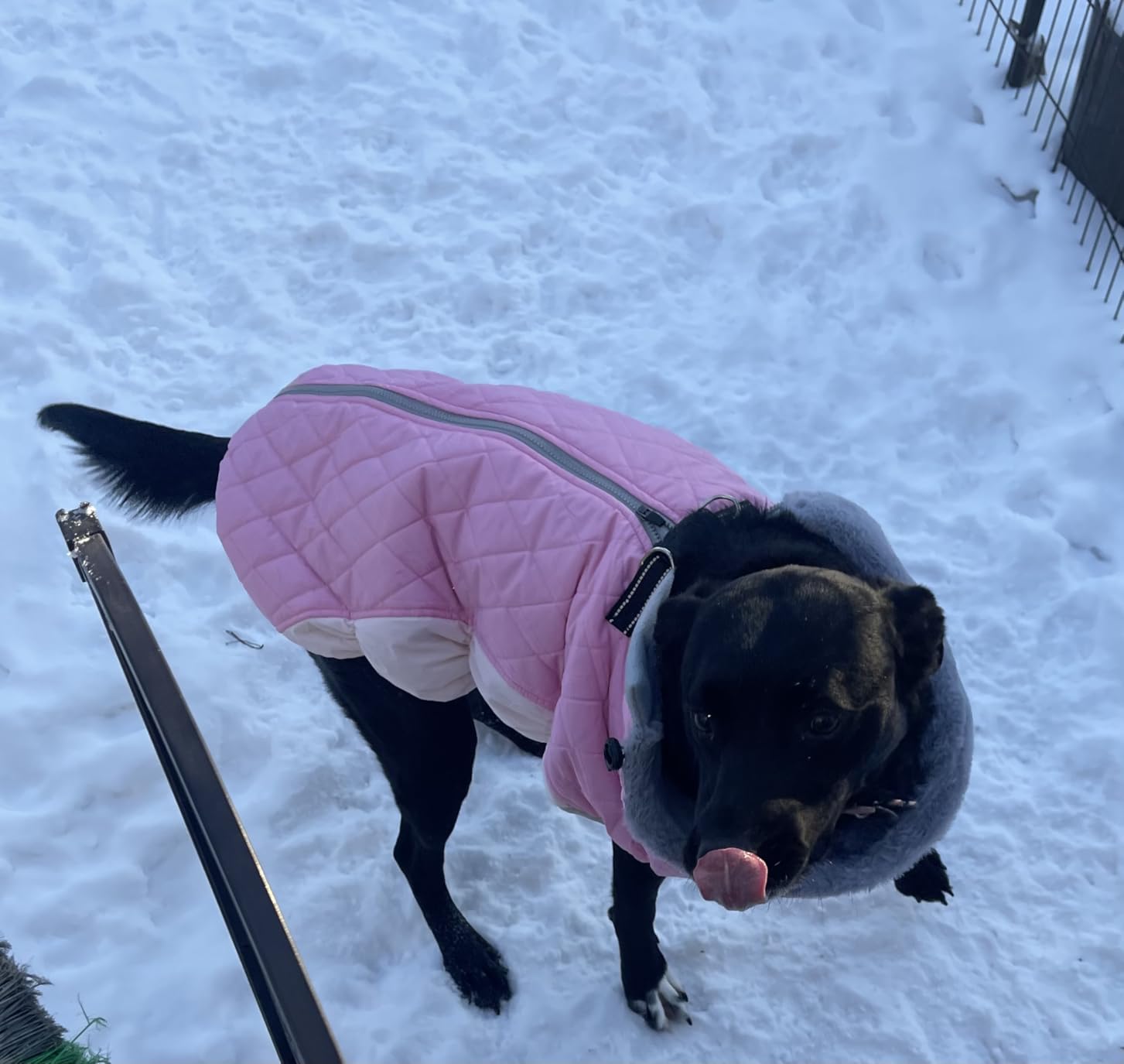 Lelepet Dog Coat Warm Dog Winter Coat Waterproof Dogs Jacket with Harness | Reflective Pet Fleece Vest Zip-Up Cold Weather Coats for Small Medium Large Dogs Windproof Boston Terrier Blaze Orange L customer photo 1