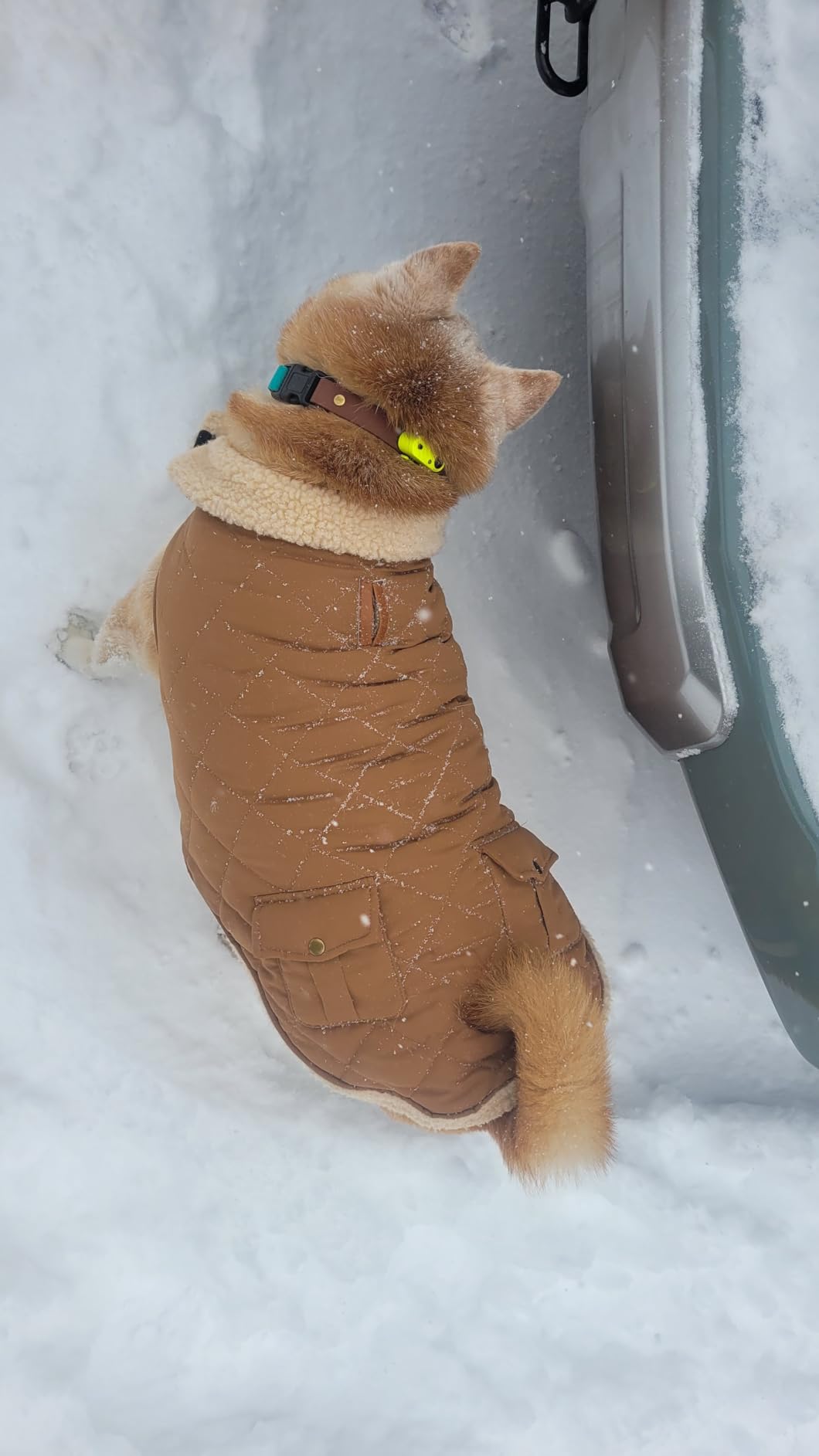 Queenmore Warm Puffer Dog Coat Thick Plush Quilting Small Winter Jacket | Small Dog Cold Weather Coat for Puppy/Cats with Storage Pockets, Built-in Leash Hole, Easy On Hook & Loop Belly, Green customer photo 1