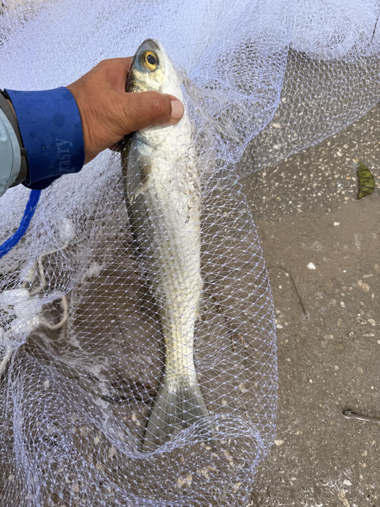 Drasry Saltwater Fishing Cast Net 3/8 and 1/4 Mesh with Heavy Duty Gray Sinker American Monofilament Fish Throw Net for Bait Trap 3FT 4FT 5FT 6FT 7FT 8FT 9FT Radius customer photo 1