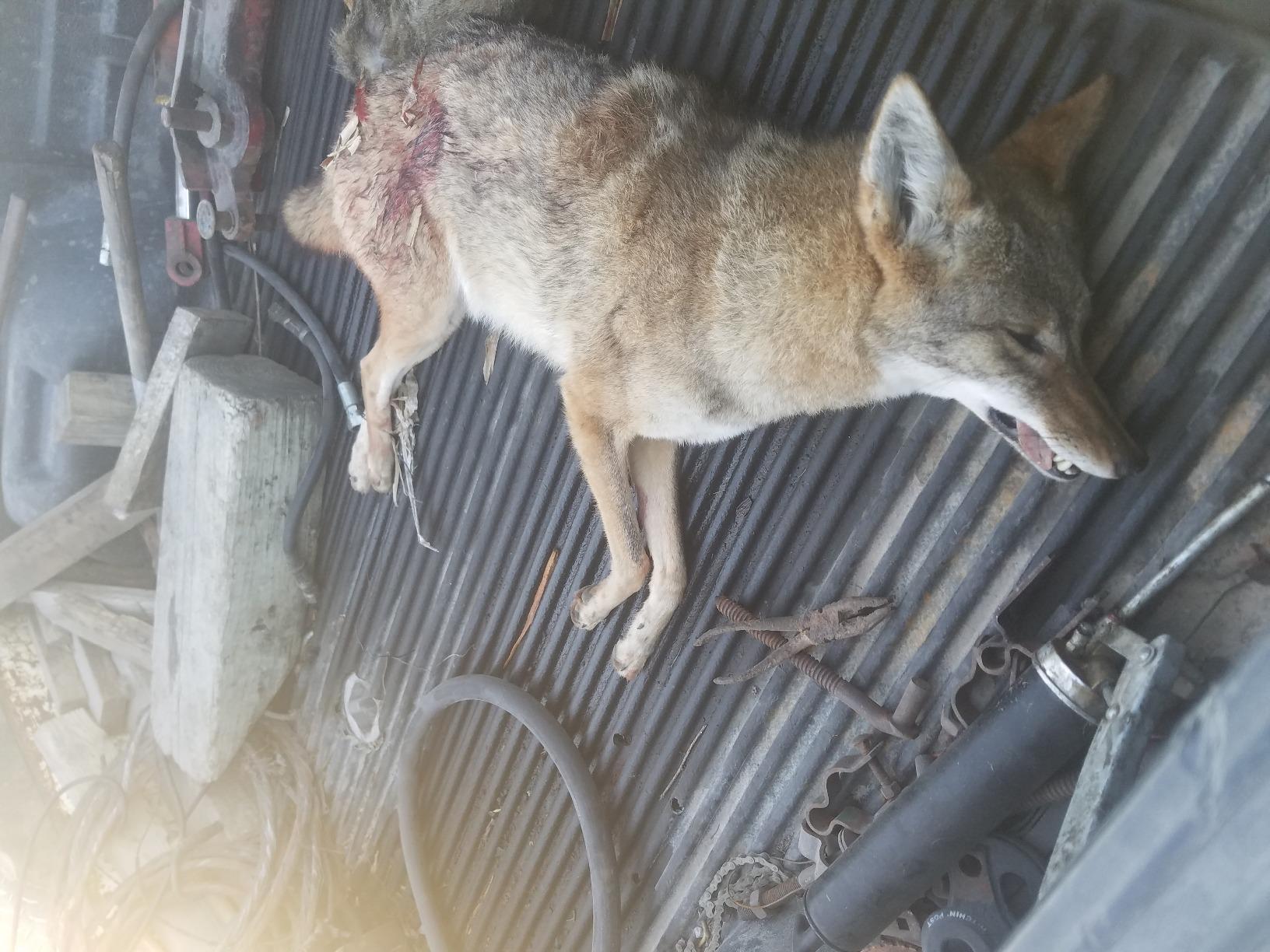 Icotec 300+ Predator Call - Great for Coyote Hunting, Fox Hunting, and All Predator Hunting. 300-yard Remote Range. customer photo 1