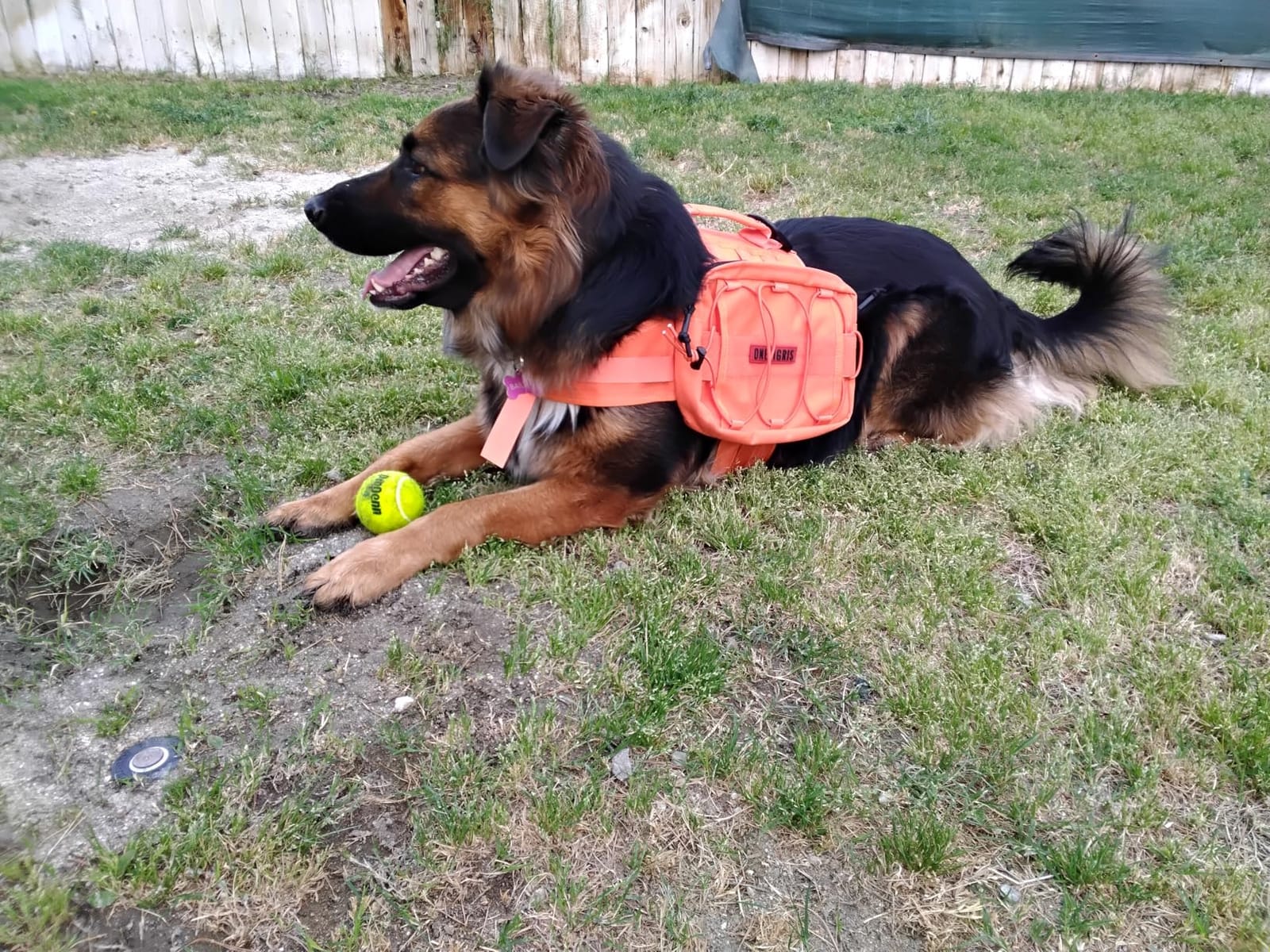 OneTigris Dog Backpack for Medium & Large Dogs, Mammoth Nylon Dog Pack Tactical Backpack Harness with Side Pockets for Hiking Walking Training Running customer photo 2