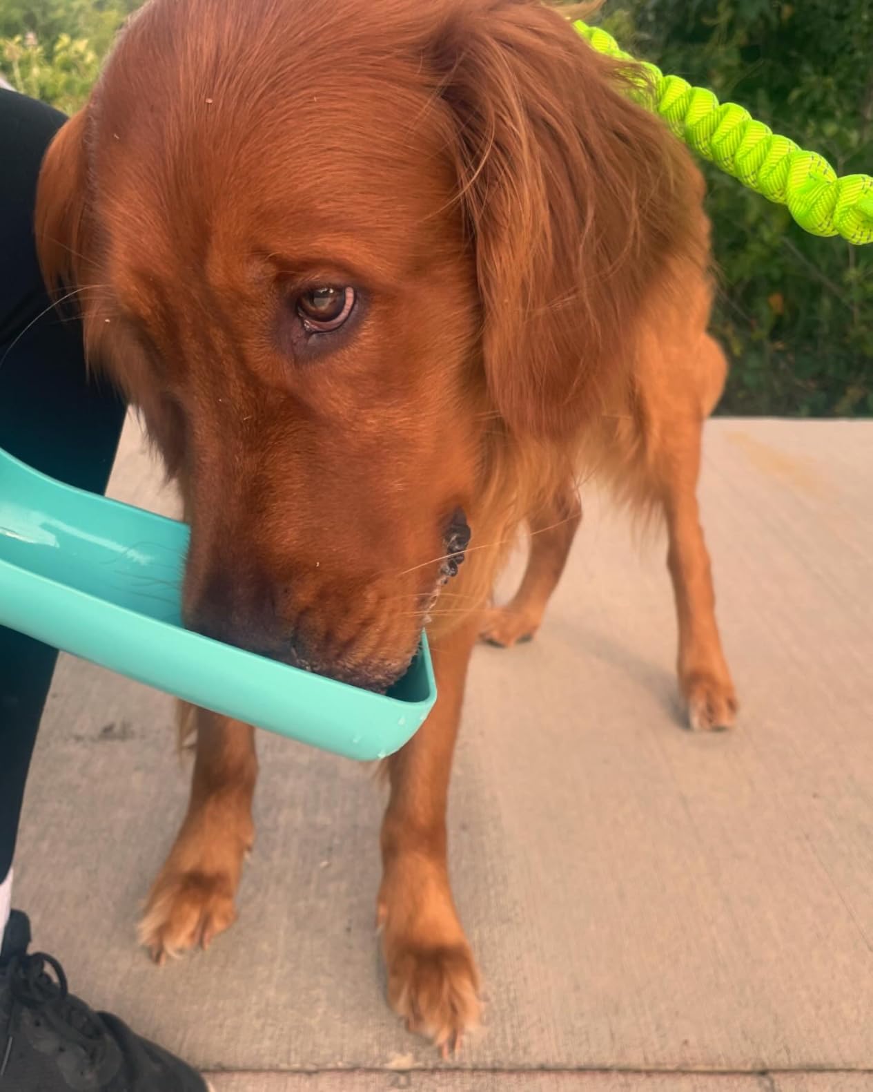 Portable Dog Water Bottle Dispenser [Leak Proof & Foldable] Dog Travel Water Bottle Bowl Accessories for Puppy Small Medium Large Dogs Pet Water Bottles for Dogs Walking Outdoor Hiking 19OZ customer photo 2