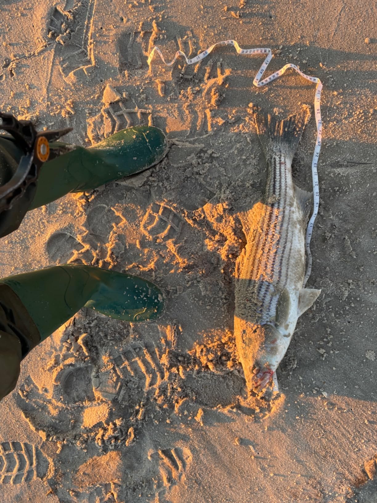 Shimano 23 Sedona Spinning Reel customer photo 1