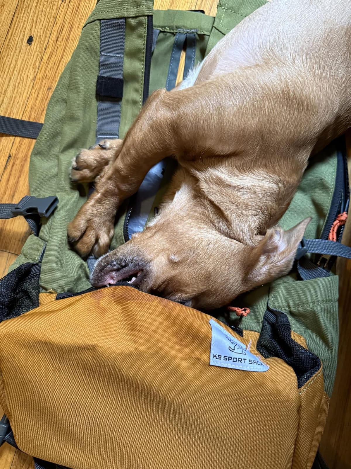 K9 Sport Sack | Dog Carrier Adjustable Backpack (Small, Urban 3 - Concrete) customer photo 1