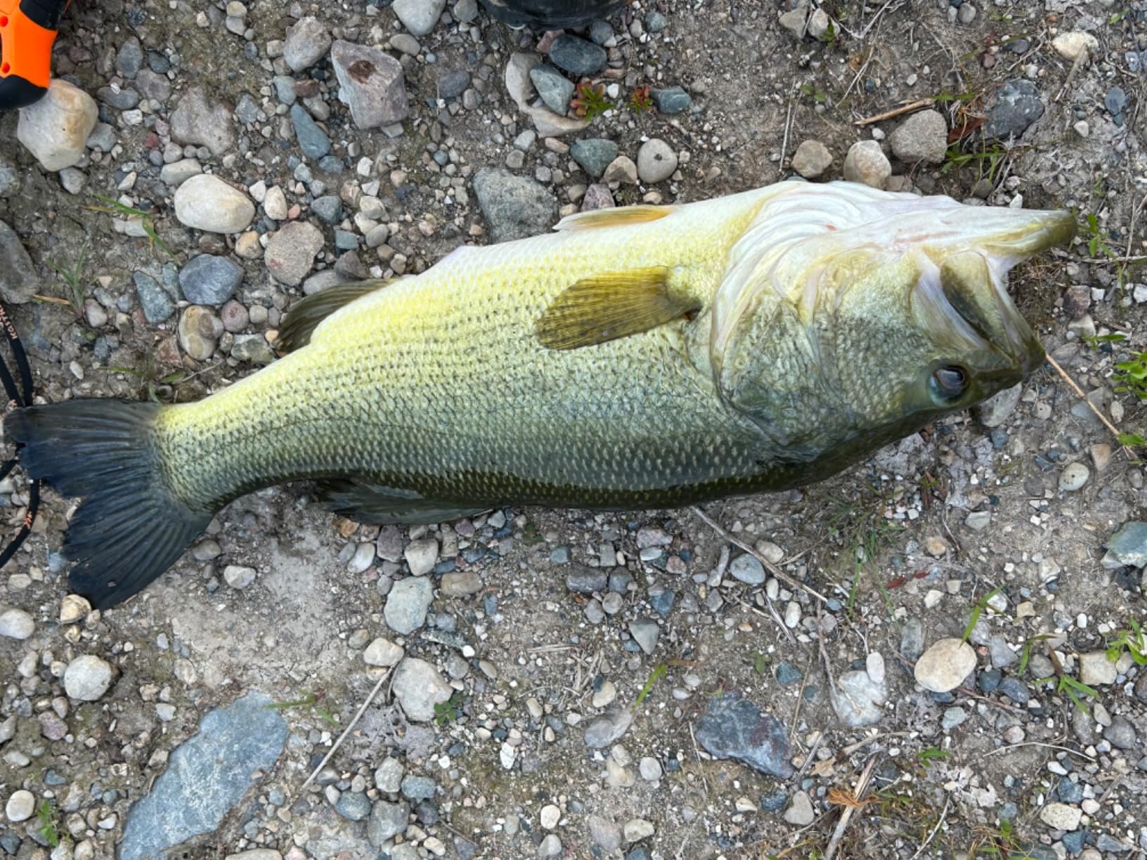 Berkley PowerBait CullShad Fishing Soft Bait customer photo 2