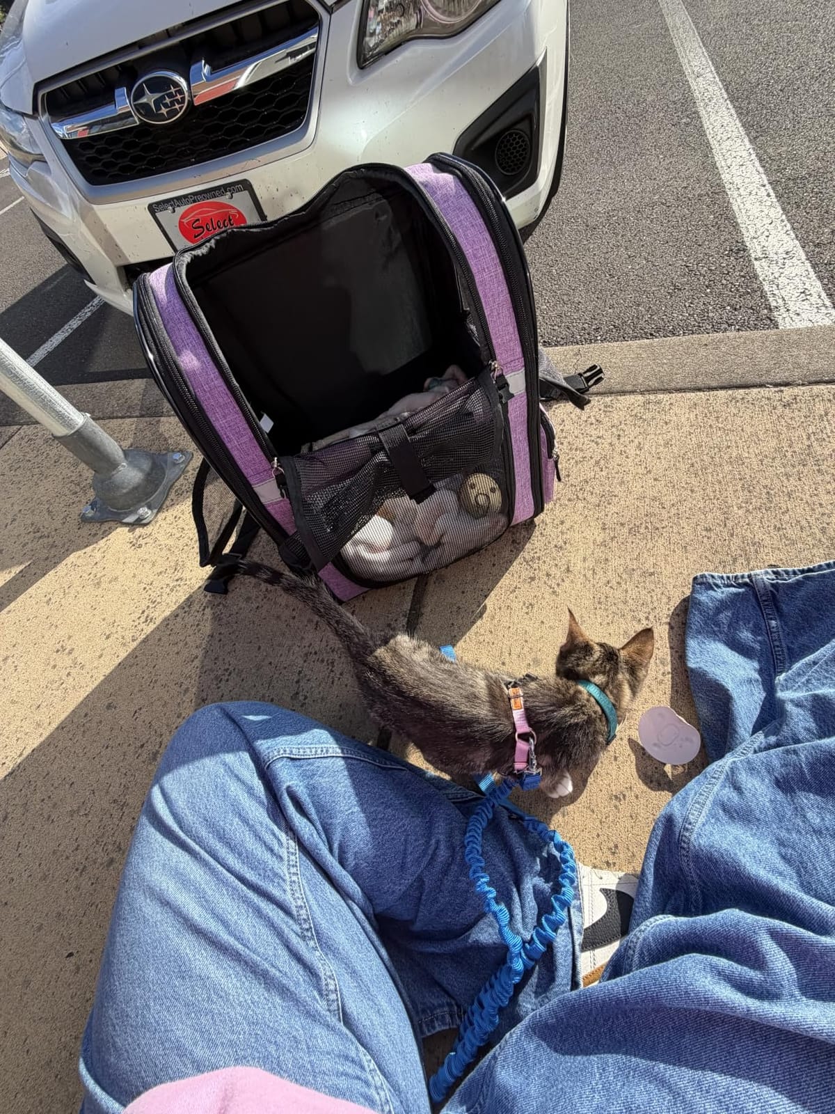 PetAmi Dog Backpack Carrier for Cats, 4-Way Entry Ventilated, 18 lbs, Gray | Sherpa Bed Included, Foldable Load-In Top, Safety Reflective Strap, Breathable Mesh, Poop Bag Dispenser, Padded Back Support customer photo 2
