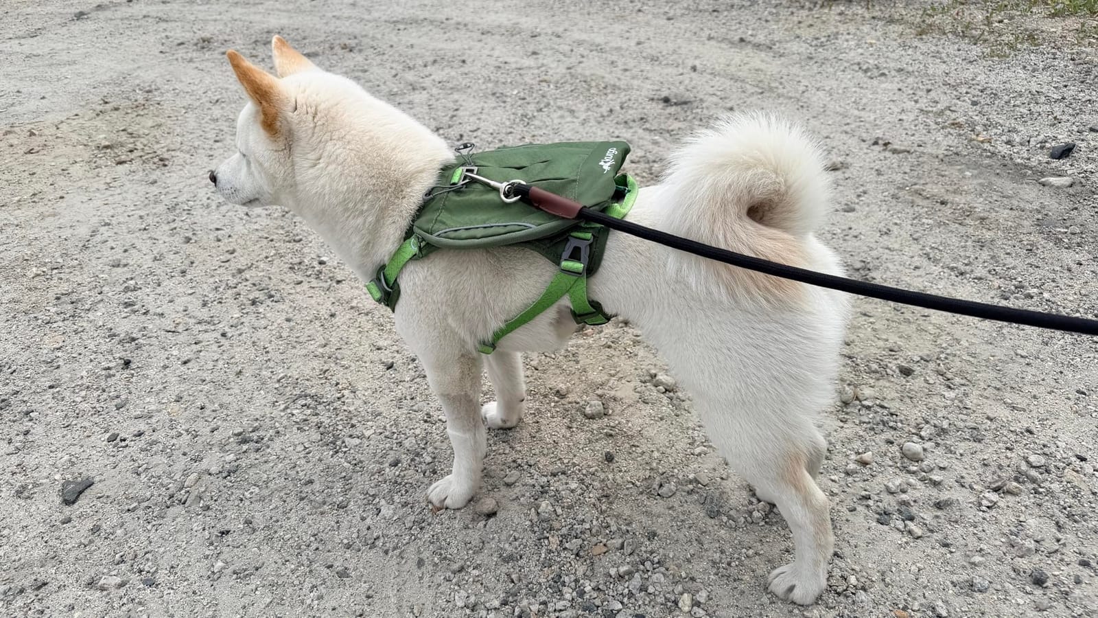 Kurgo Cascade Hiking Harness Backpack for Dogs, Green, Large | 2-In-1 Harness with 3-Pocket Hiking Backpack, 4 Adjustment Points, Padded Chest and Belly, Two Leash Points customer photo 2