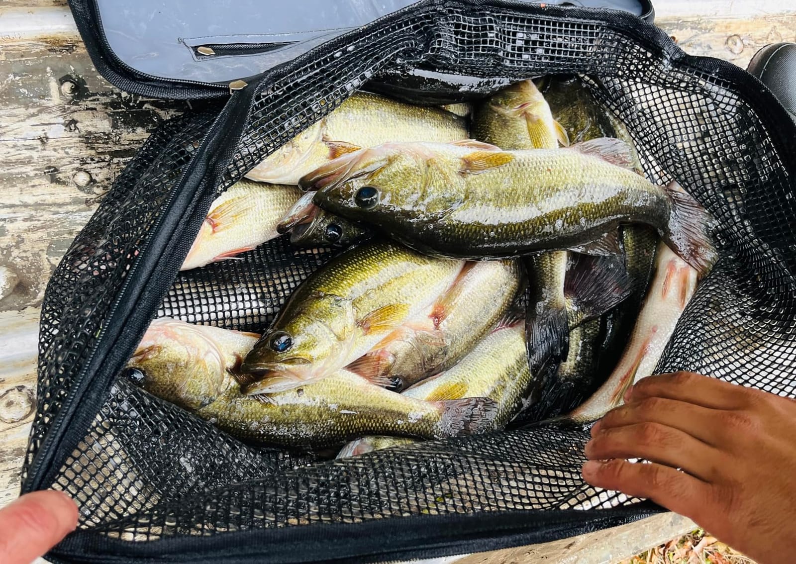 SANLIKE Floating Collapsible Fish Basket Live Minnow Storage Cage | Thick buoyant, rubber coated mesh, foldable compact storage, matched long draw rope for shore & boat angling 24L/40L/59L customer photo 1