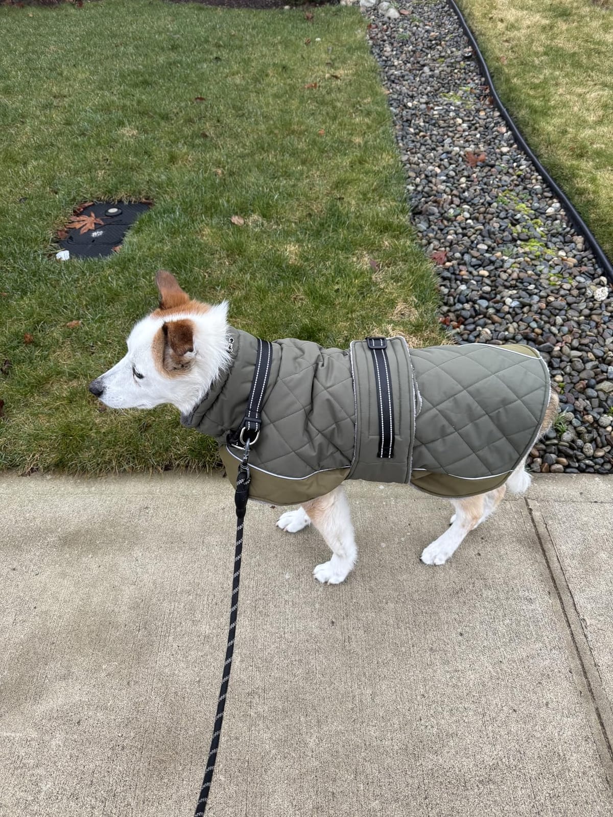 QBLEEV Warm Dog Jacket, Waterproof Dog Winter Coat with Harness | Reflective Turtleneck Dogs Fleece Vest, Adjustable Pet Coat for Cold Weather, Windproof Snowsuit for Small Medium Large Dogs customer photo 1