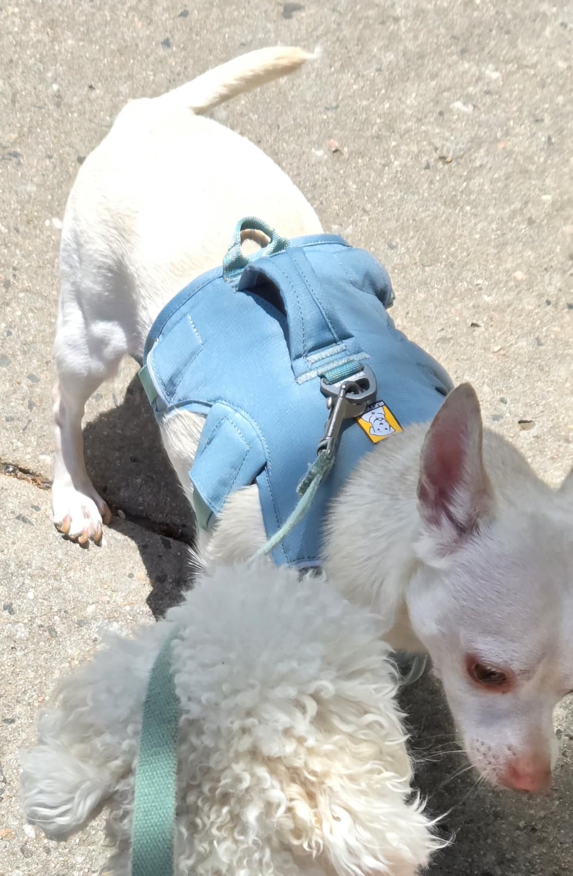 Ruffwear, Web Master Dog Body Harness, River Rock Green, Large/X-Large | Three-Strap Style Prevents Backing Out, Side Release Neck Buckle, Handle for Lift and Assist, Three Leash Attachment Points customer photo 1