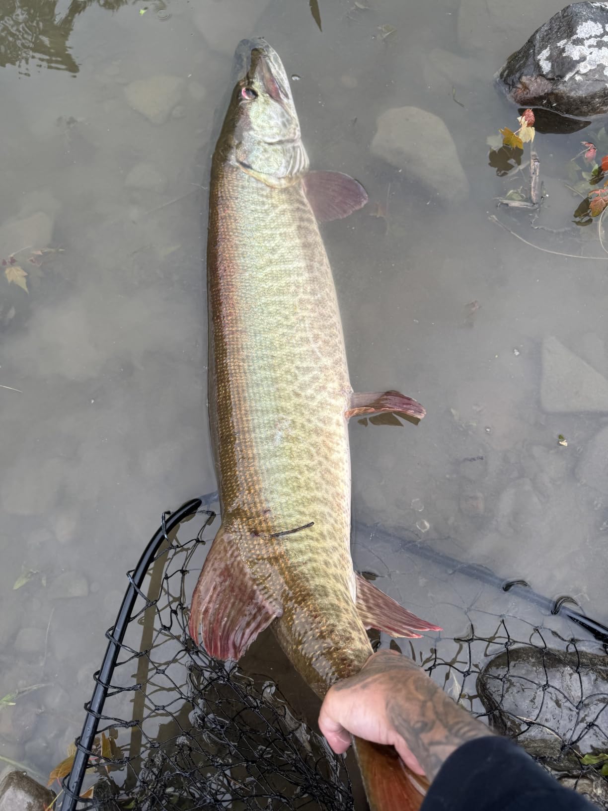 HANDING M1 Pike Heavy Casting Rod 2-Piece Musky Rod Swimbait Rod | Heavy Fishing Rod for Pike Musky Catfish Striped Bass Freshwater Big Bait Rod customer photo 1