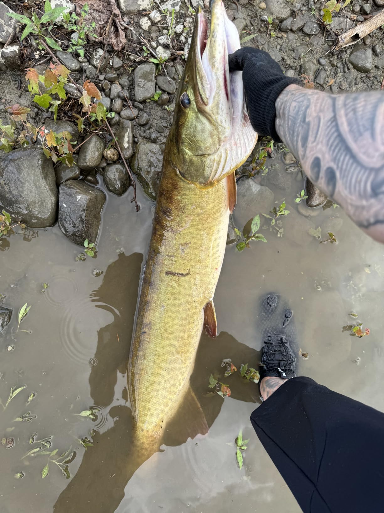 HANDING M1 Pike Heavy Casting Rod 2-Piece Musky Rod Swimbait Rod | Heavy Fishing Rod for Pike Musky Catfish Striped Bass Freshwater Big Bait Rod customer photo 2