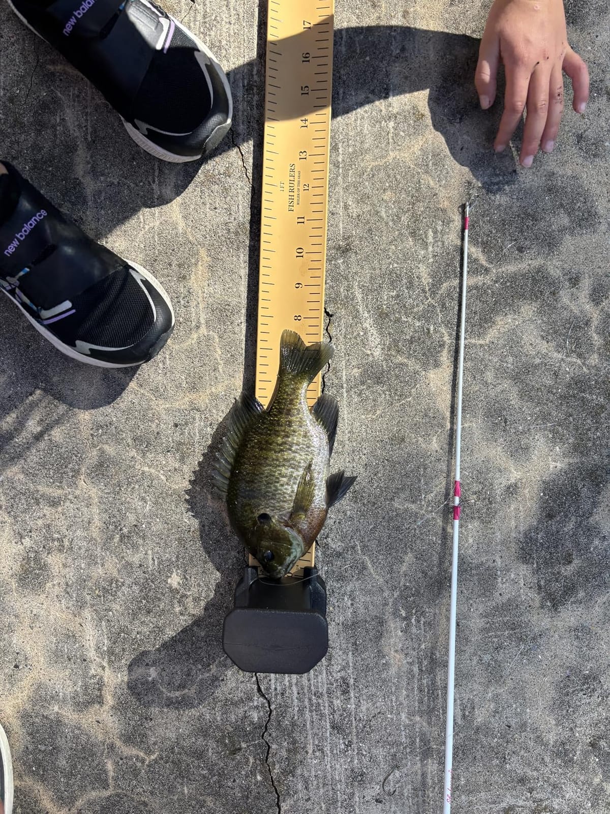 Roll-up & Slap-on Premium Fishing Tape Measure - Easy-to-Read Catch and Release Fish Measuring Device for Boat & Kayak Accessories - Compact & Extendable Fish Ruler (Black - 24