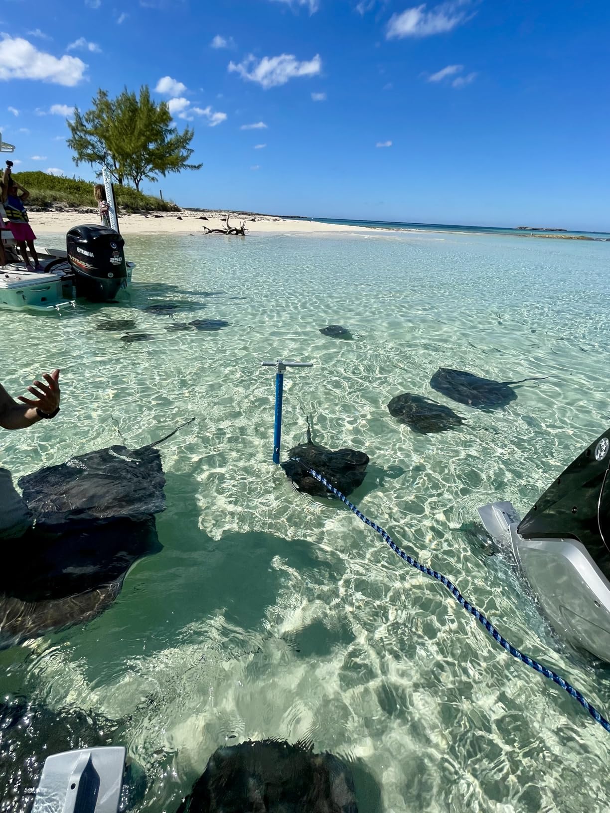SandShark Anchor - Premium Screw in Boat Anchor, Stainless Steel Shallow Water Anchor Pole customer photo 1