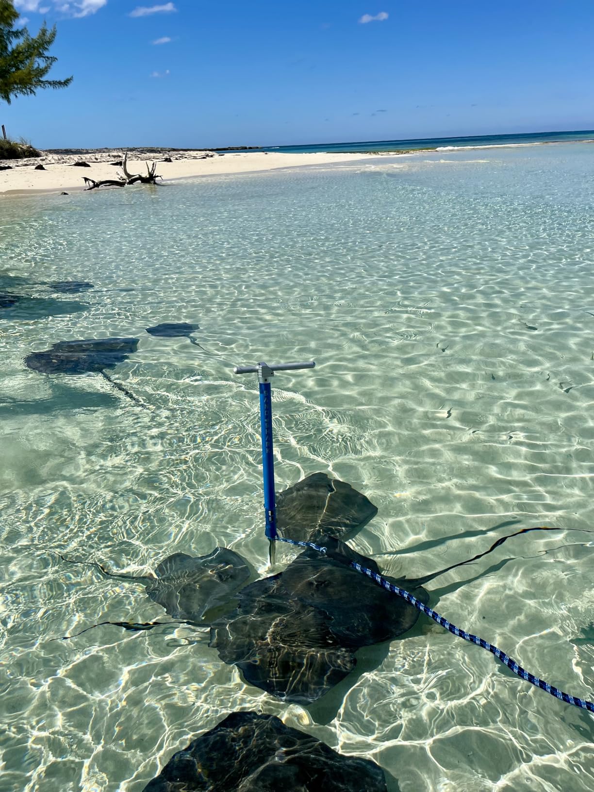 SandShark Anchor - Premium Screw in Boat Anchor, Stainless Steel Shallow Water Anchor Pole customer photo 2