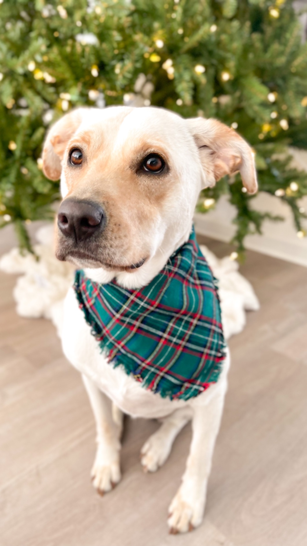 Dog Cooling Bandana, 2 Pack Cute Instant Cooling Vest Pet Ice Scarf Adjustable, Summer Outdoor Ice Neck Cooler Towel Neck Wraps, Pet Chill Out Scarf Cooler Prevent Sunstroke in Hot Summer customer photo 1