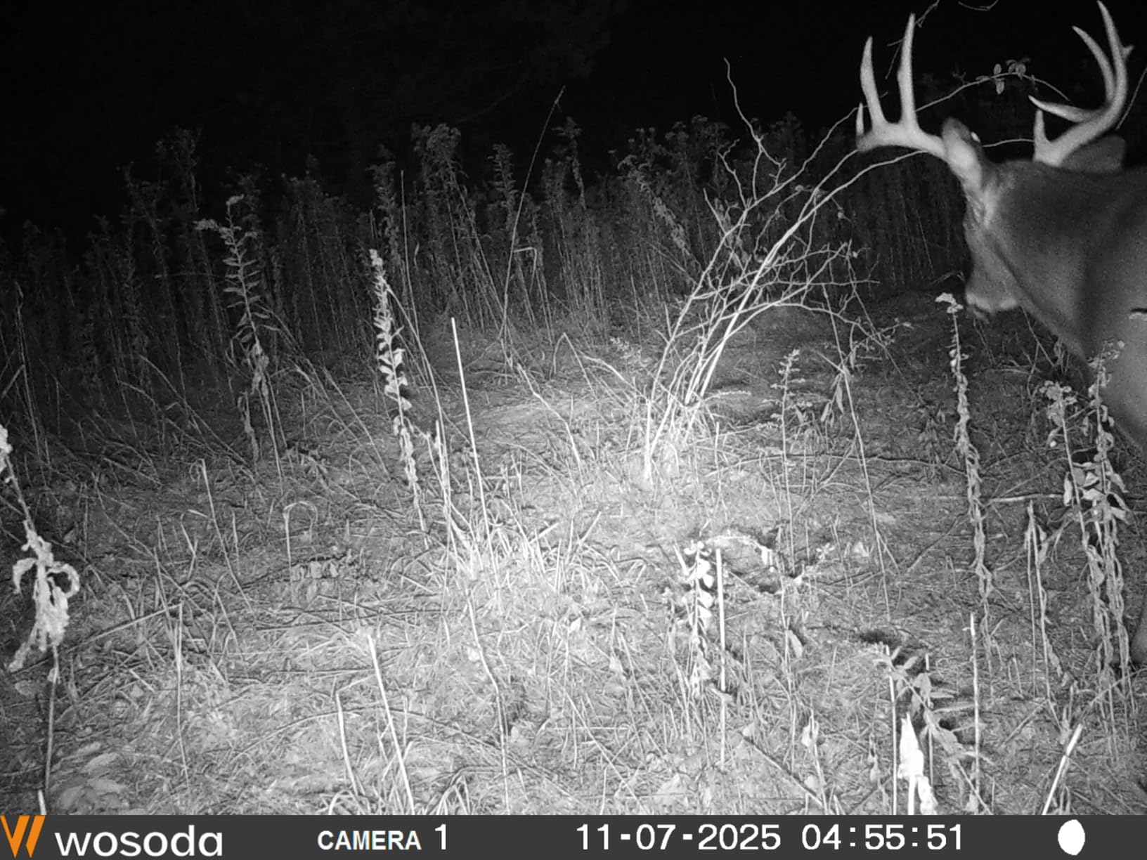 Wildlife Research Center Active-Scrape customer photo 1