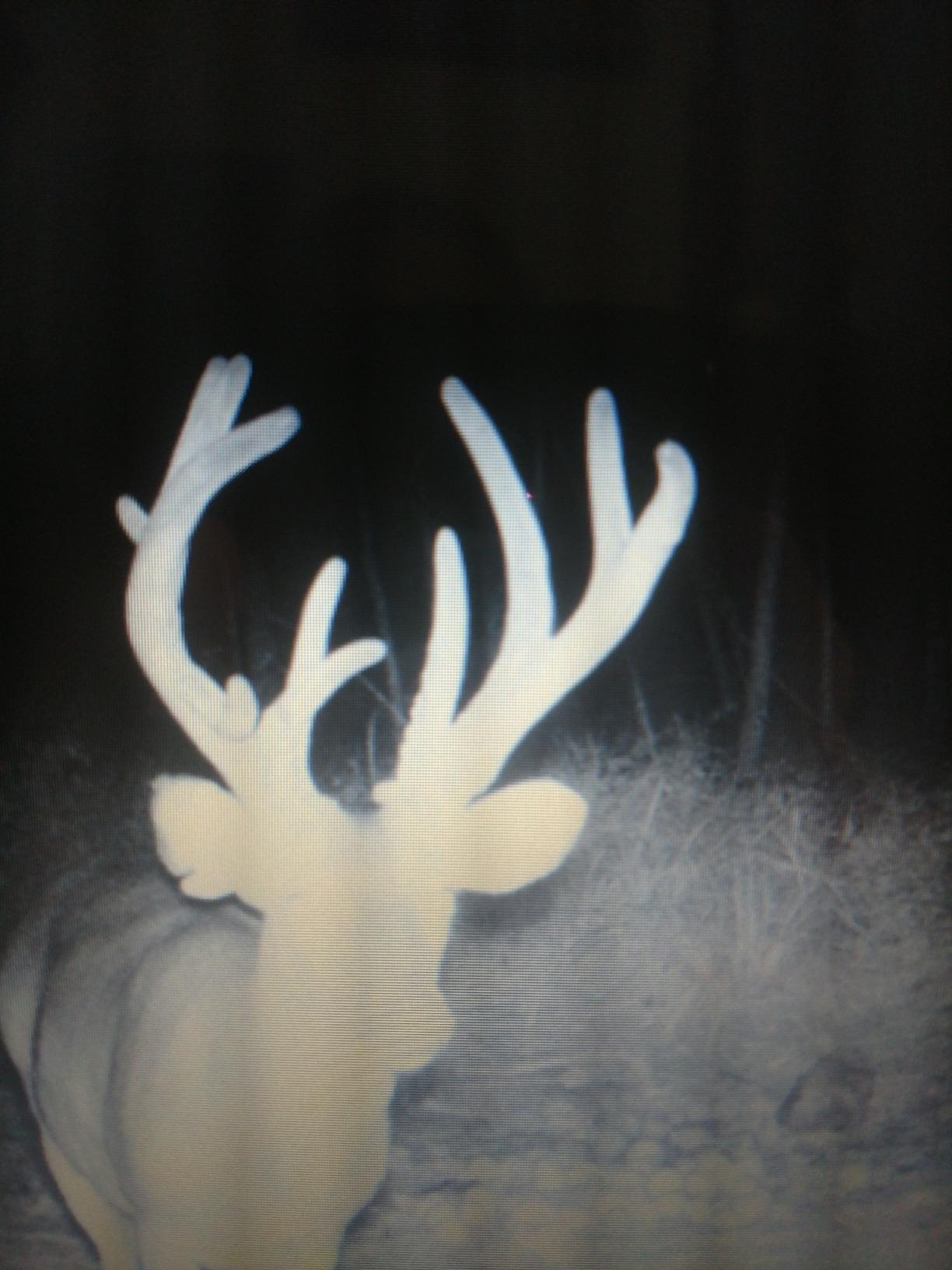 Wildlife Research Center Active-Scrape customer photo 2
