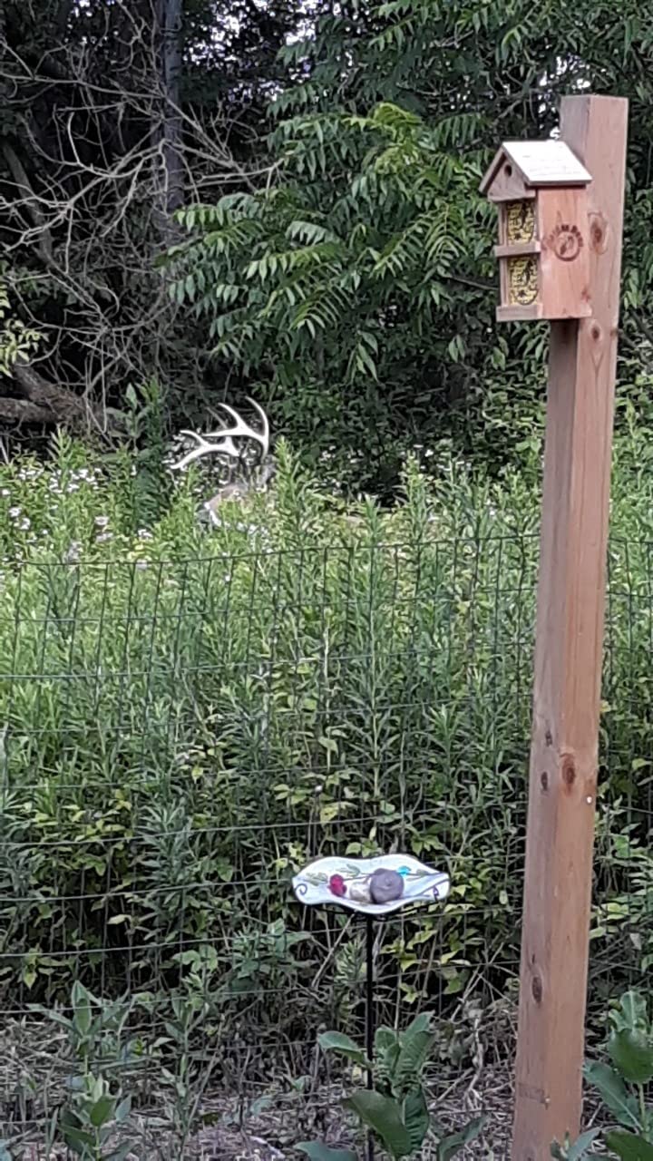 Flambeau Outdoors Boss Buck Deer Decoy Masters Series, Removable Legs, HDPE customer photo 1