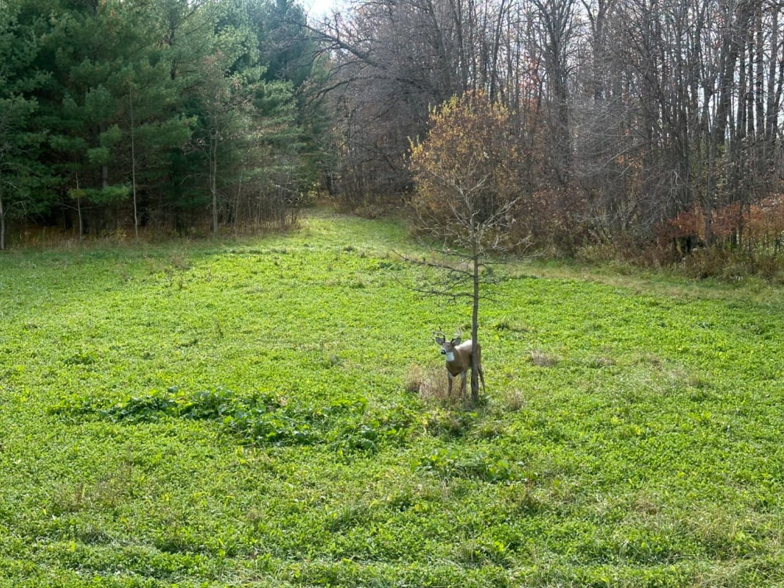Flambeau Outdoors Boss Buck Deer Decoy Masters Series, Removable Legs, HDPE customer photo 2