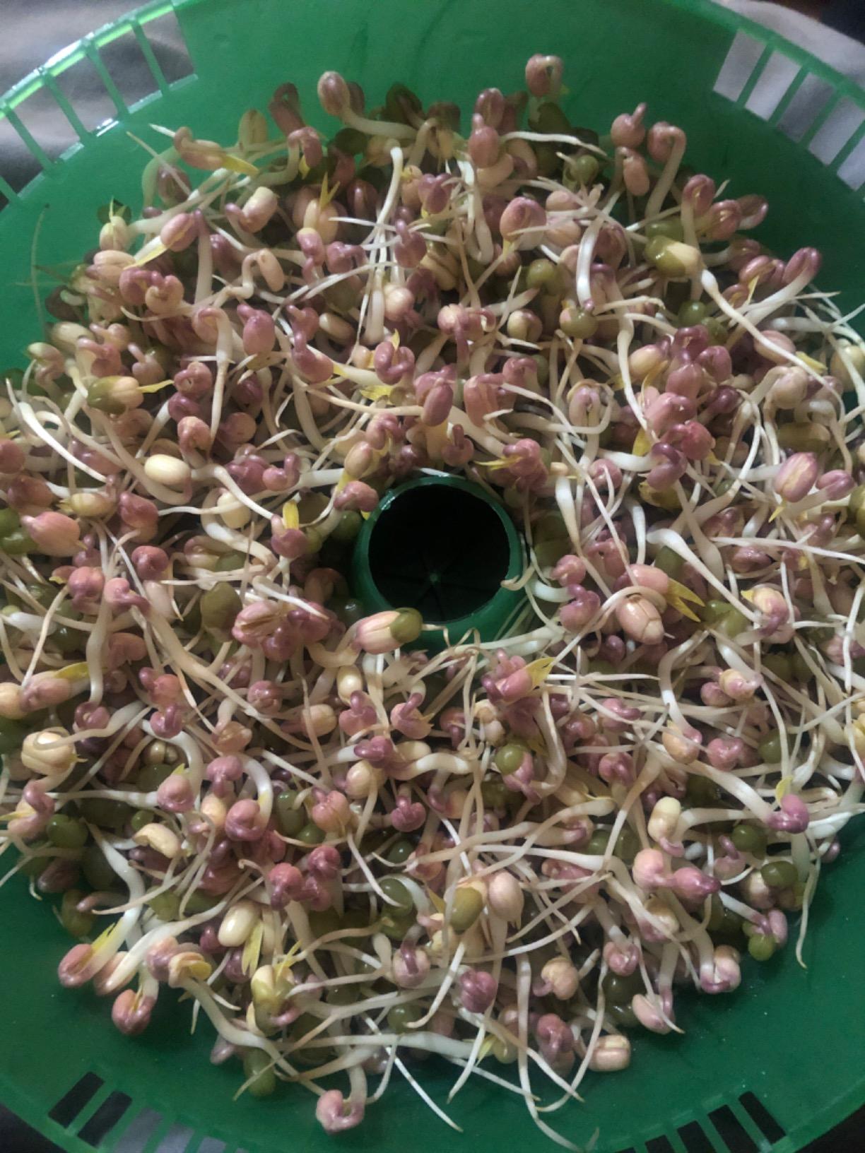 Handy Pantry Complete Sprouts Growing Kit | Sprouting Kit with 3 Stackable Sprouting Trays | Seed Sprouter, BPA-Free | Includes Organic Sprouting Seeds & Instructions customer photo 1