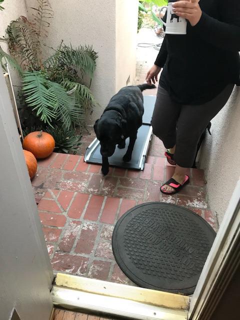 PetSafe Happy Ride Extra Long Telescoping Dog Ramp, Portable Pet Ramp for Cars, Trucks & SUVs with Adjustable Sizing customer photo 1