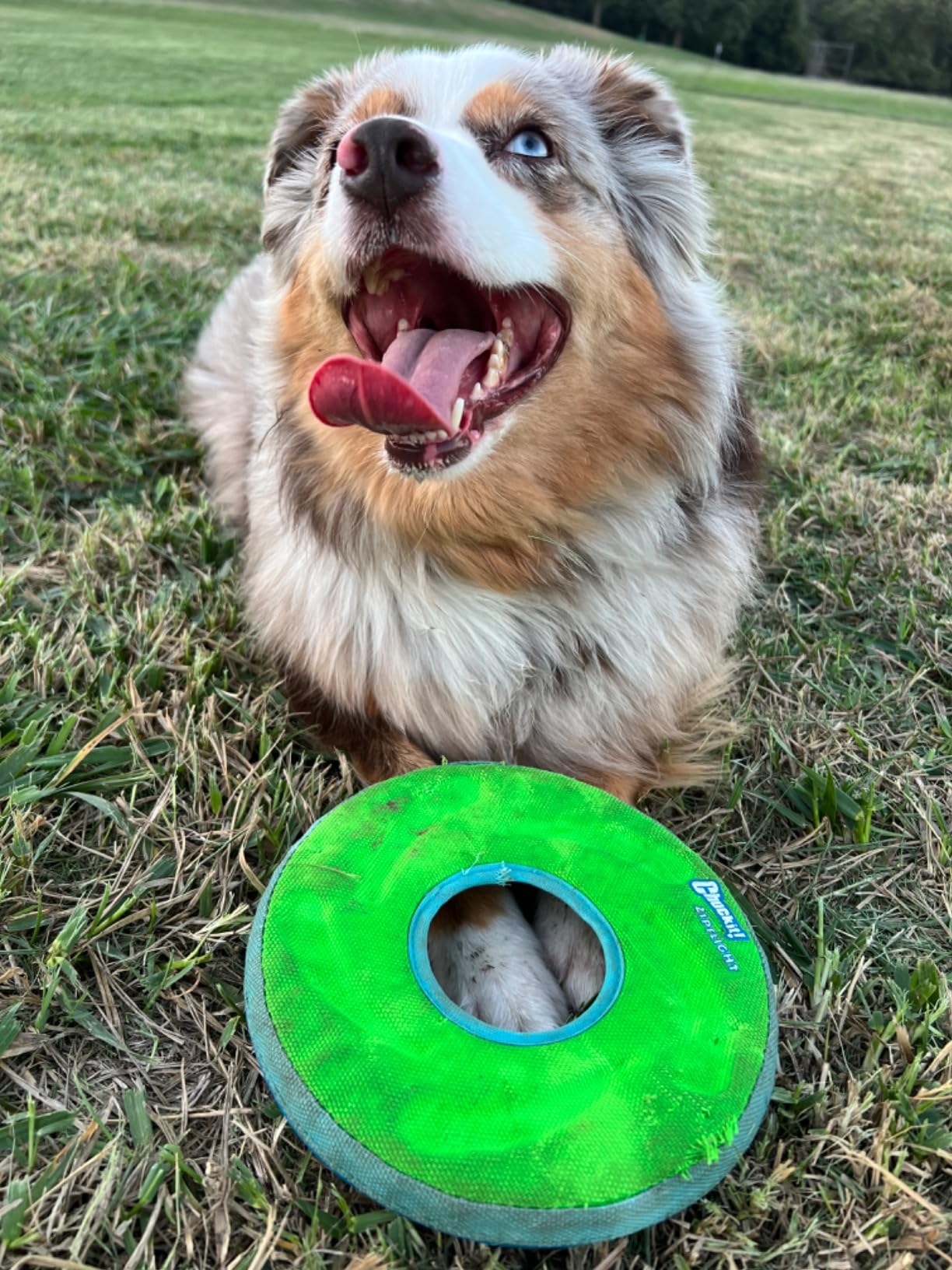 Chuckit! Amphibious ZipFlight Floating and Flying Disc Dog Toy, Medium (8.5