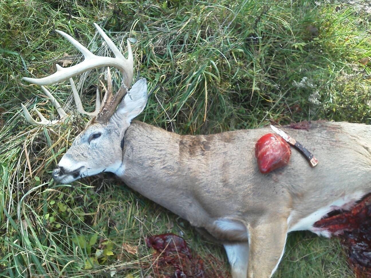 DEER SLEIGH'R Magnum Game Sled customer photo 2