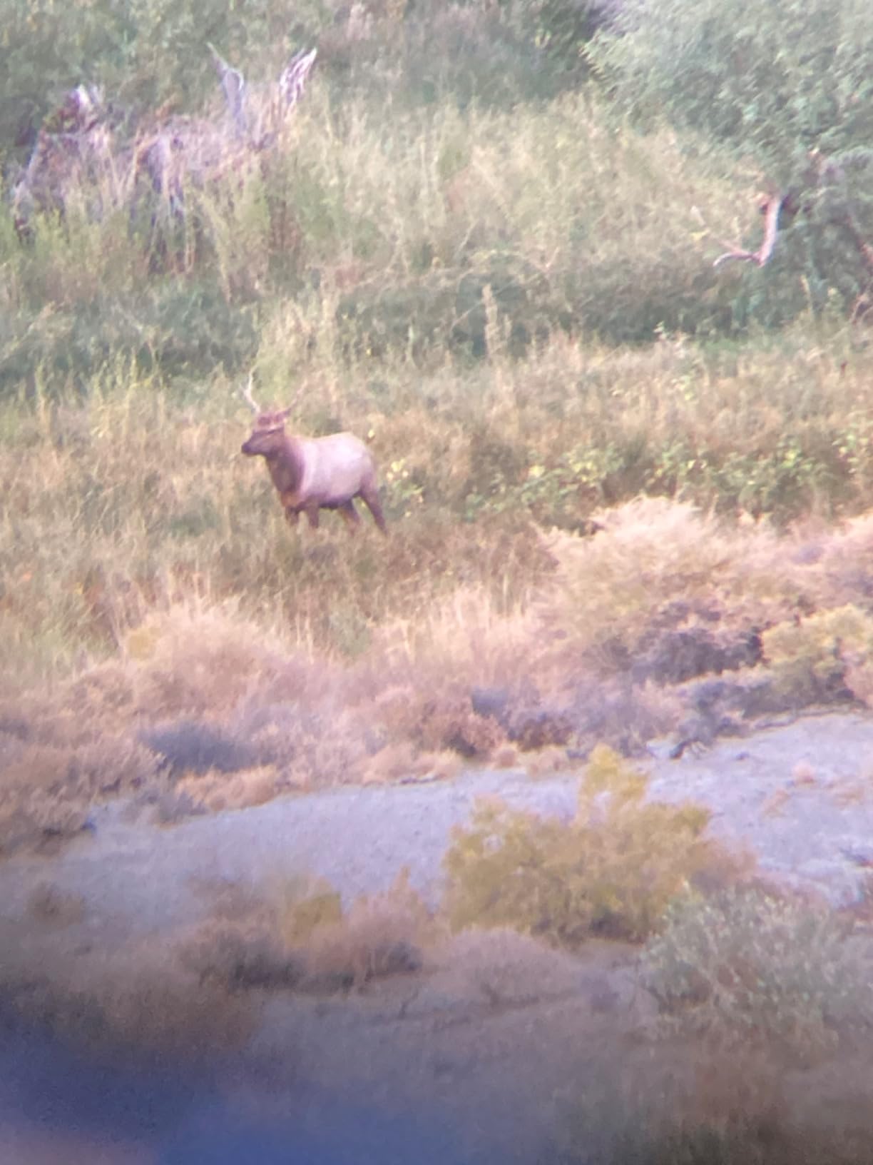 Primos Hunting Cow Girl Elk Call customer photo 2