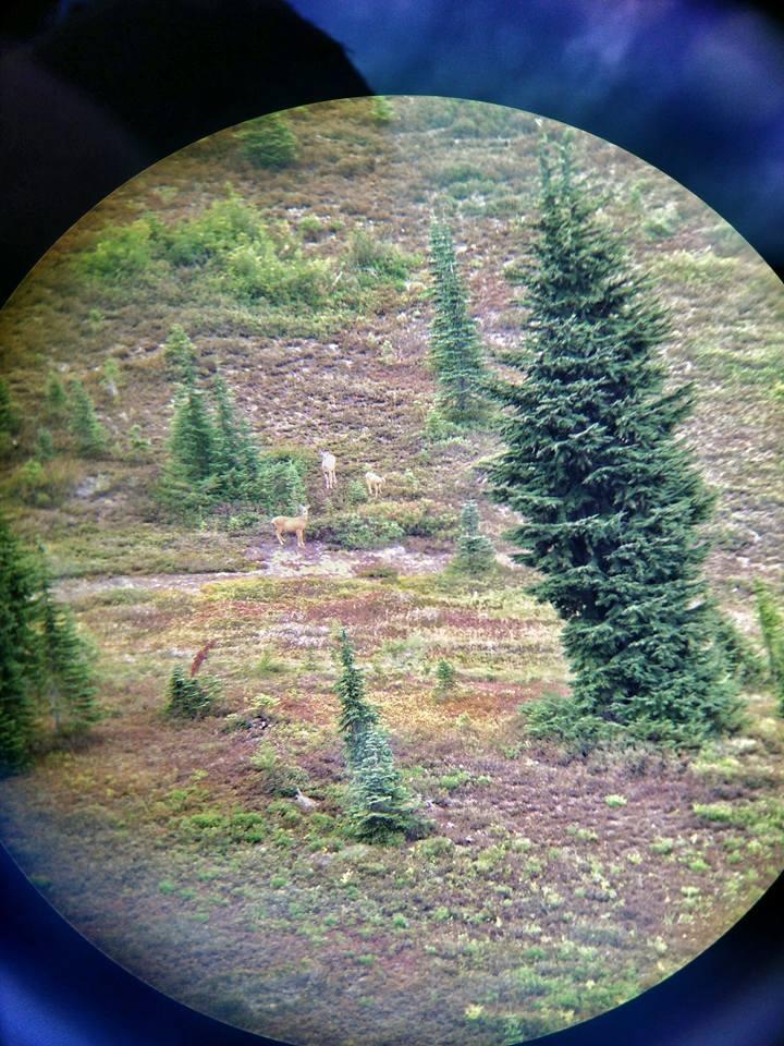 Primos Hunting Bear Buster, Versatile Coyote Call for Hunting Enthusiasts customer photo 1