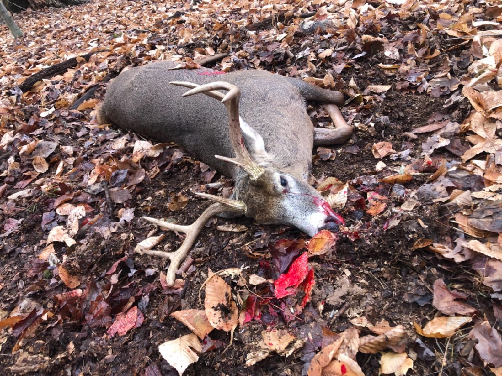 Montana Decoy Dream Team Buck and Doe customer photo 2