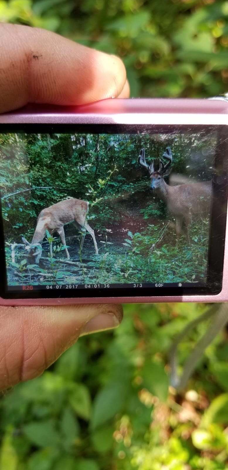 TROPHY ROCK Redmond All-Natural Mineral Rock/Salt Lick, Attract Deer and Big Game 12 pounds customer photo 1