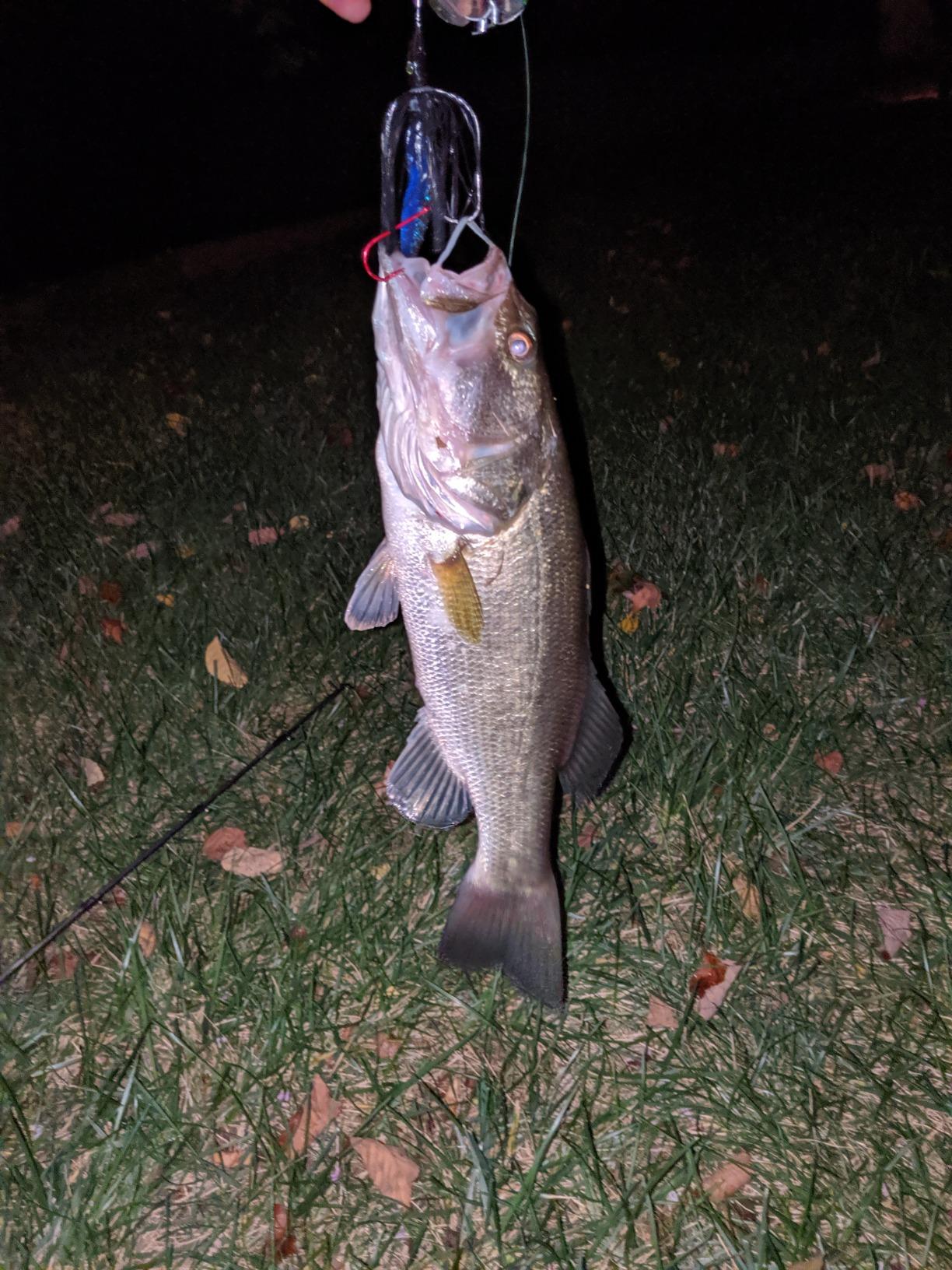 Strike King Premier Plus Buzzbait - The Double Take customer photo 2