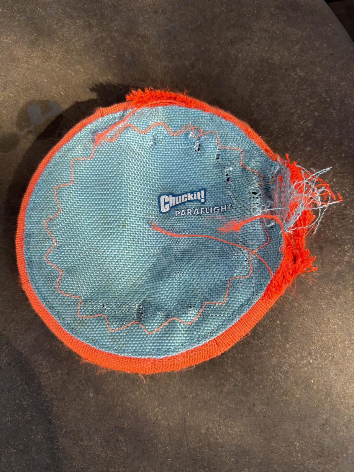 Chuckit! Paraflight Flying Disc Dog Toy, Floats, Size Large, 1 Pack customer photo 2