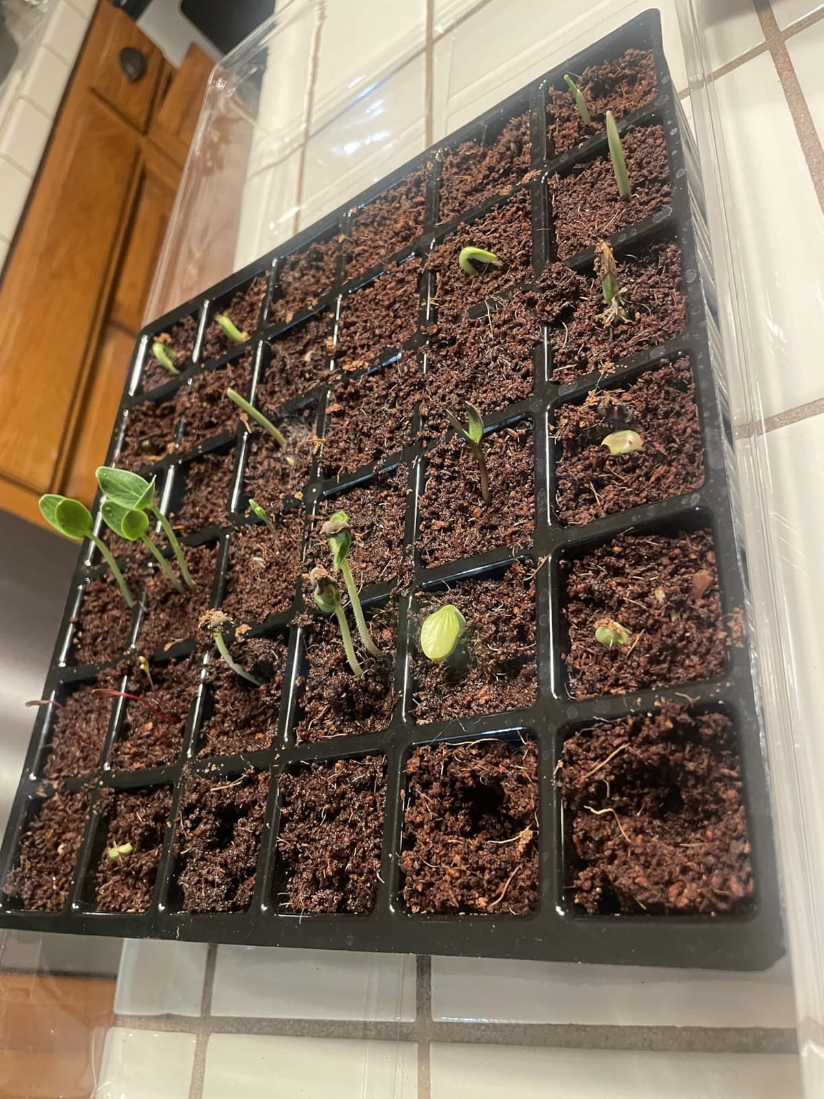 Burpee 72 Cell Seed Starting Kit with Greenhouse Dome and Coir Pellets customer photo 1