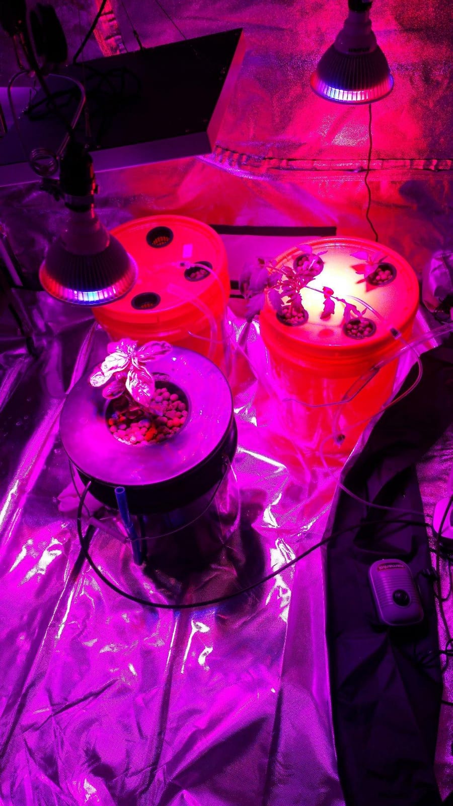 Deep Water Culture (DWC) Hydroponic Bucket Kit 5 Gallon, 6 inch customer photo 1
