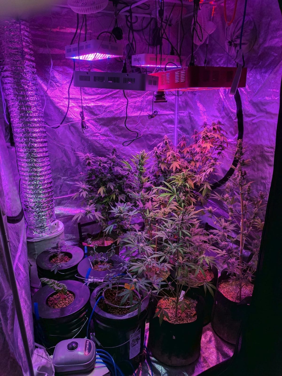 Deep Water Culture (DWC) Hydroponic Bubbler Bucket Kit by PowerGrow ® Systems (4) 5 Gallon - 6