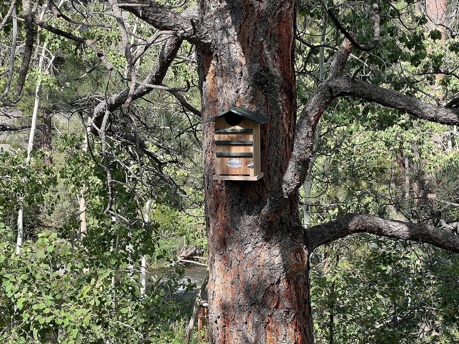 JCS Wildlife Screech Owl House Cedar Nesting Box with Poly Lumber Roof, Saw-Whet Owl Box for Outside, Drainage Ventilation, Easy Cleanout, Made in USA, Green customer photo 1
