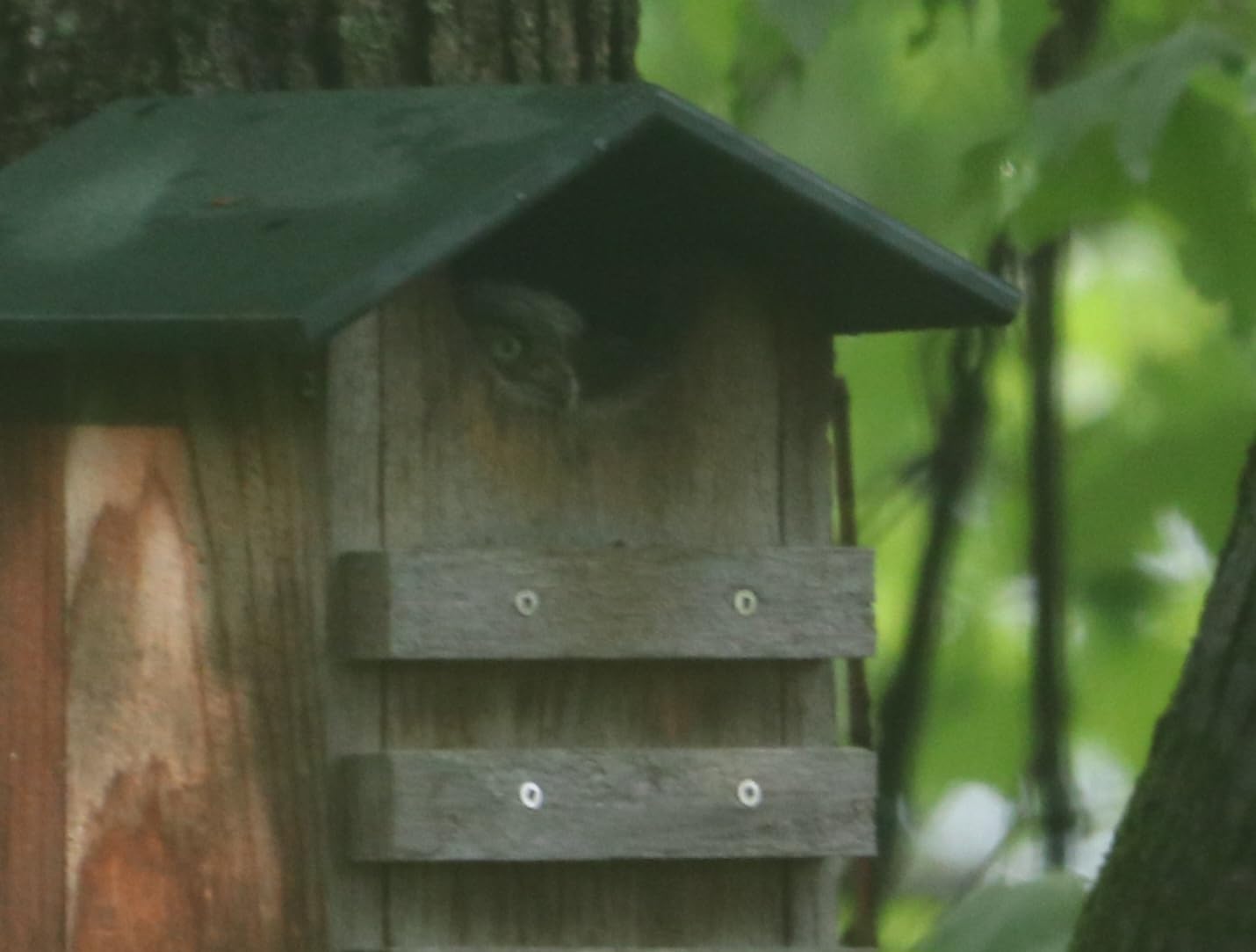 JCS Wildlife Screech Owl House Cedar Nesting Box with Poly Lumber Roof, Saw-Whet Owl Box for Outside, Drainage Ventilation, Easy Cleanout, Made in USA, Green customer photo 2