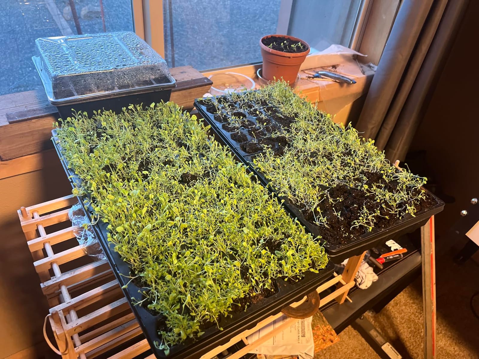 Seed Starter Trays 300 DEEP Extra Large Cells Total (50 Trays of 6 Cells Each) customer photo 1