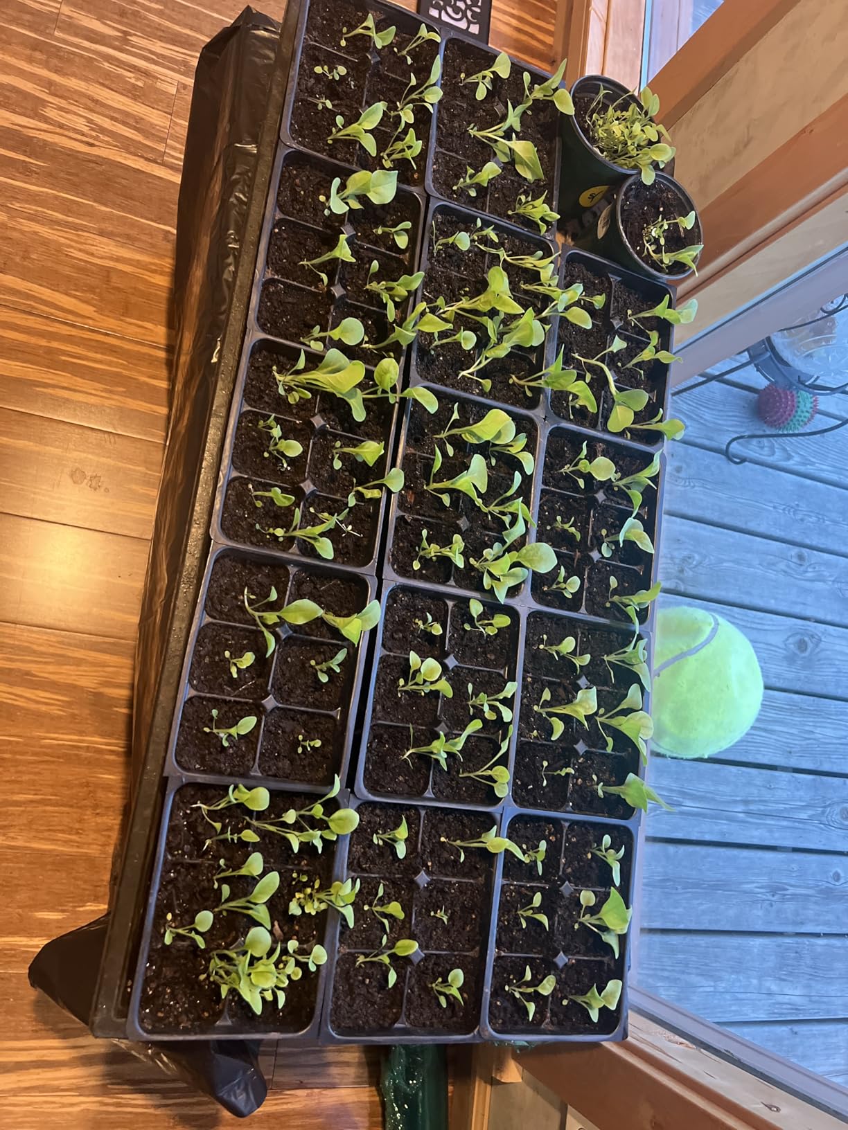 Seed Starter Trays 300 DEEP Extra Large Cells Total (50 Trays of 6 Cells Each) customer photo 2