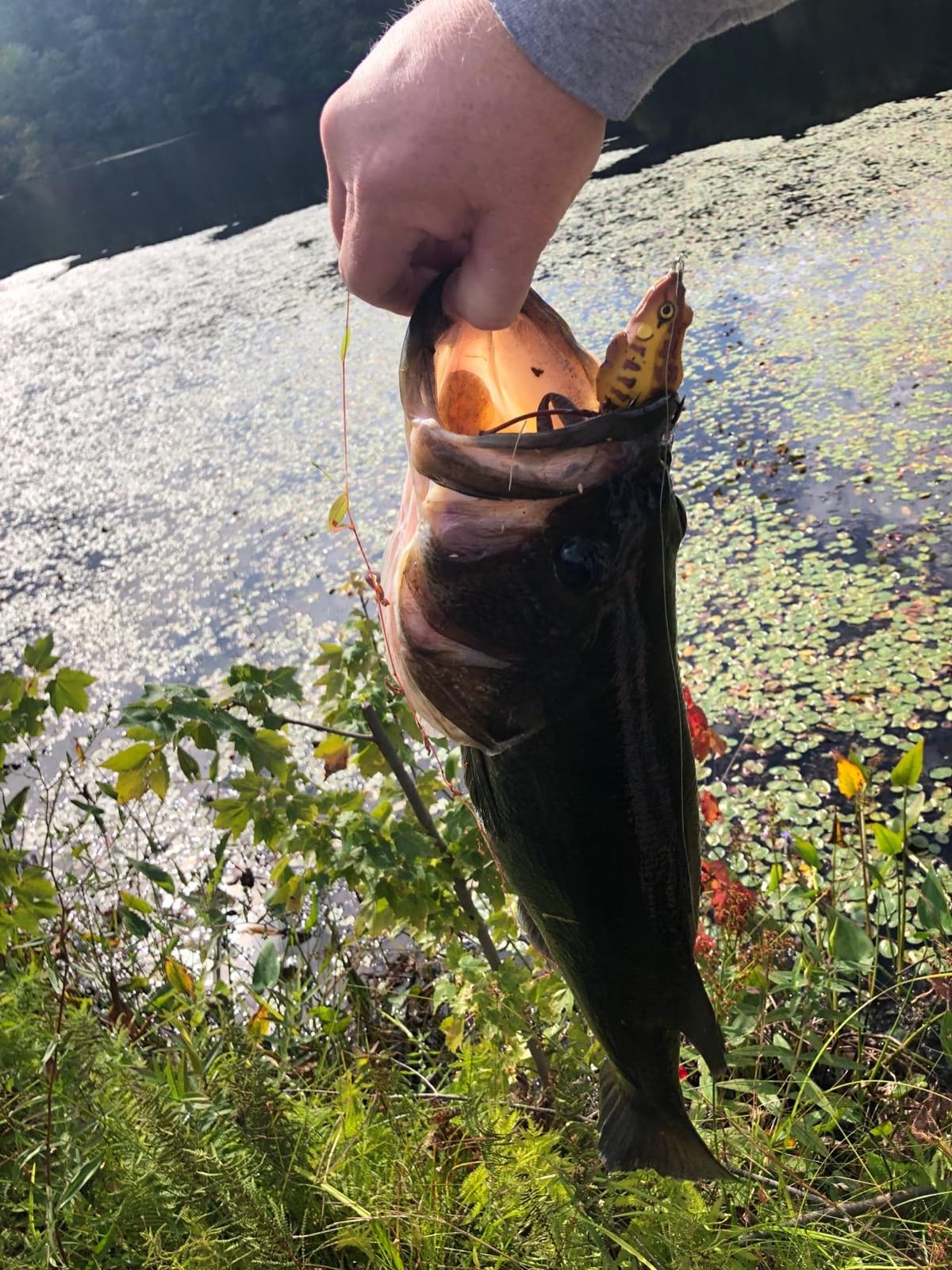 Lunkerhunt - Topwater Fishing Lures for Bass Trout Fishing | Combat Frog Lure for Big Fish | Award Winning Hollow Body Frog Fishing Bait with Weedless Hooks customer photo 1