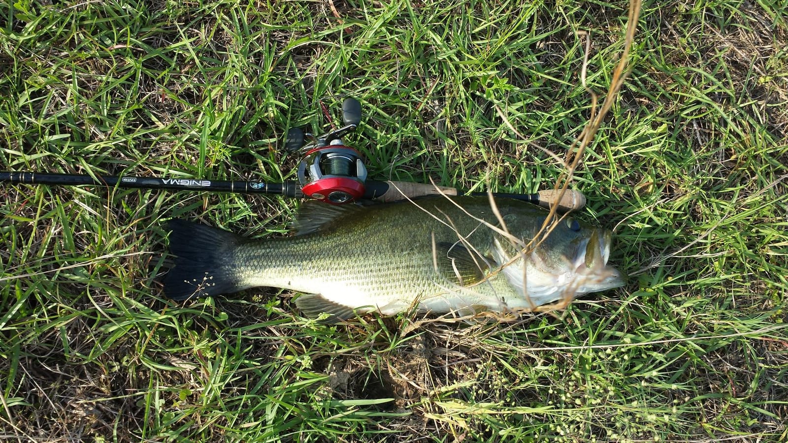 Lunkerhunt - Topwater Fishing Lures for Bass Trout Fishing | Combat Frog Lure for Big Fish | Award Winning Hollow Body Frog Fishing Bait with Weedless Hooks customer photo 2