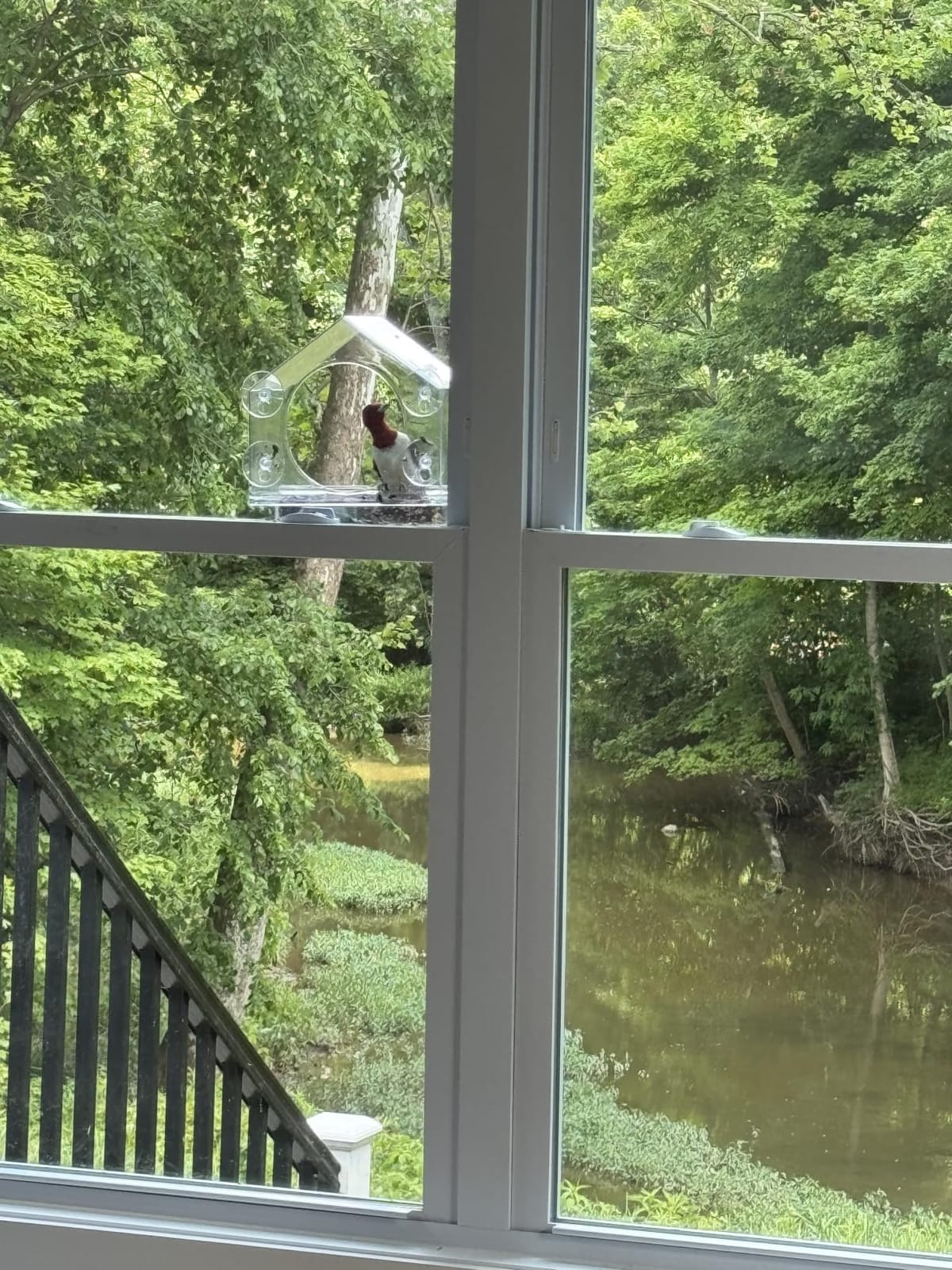 Window Bird Feeder with Strong Suction Cups, Bird Feeders for Outdoors | leak proof with sealing gasket included, bee and wasp proof flowers, large nectar capacity, refills without unmounting customer photo 1